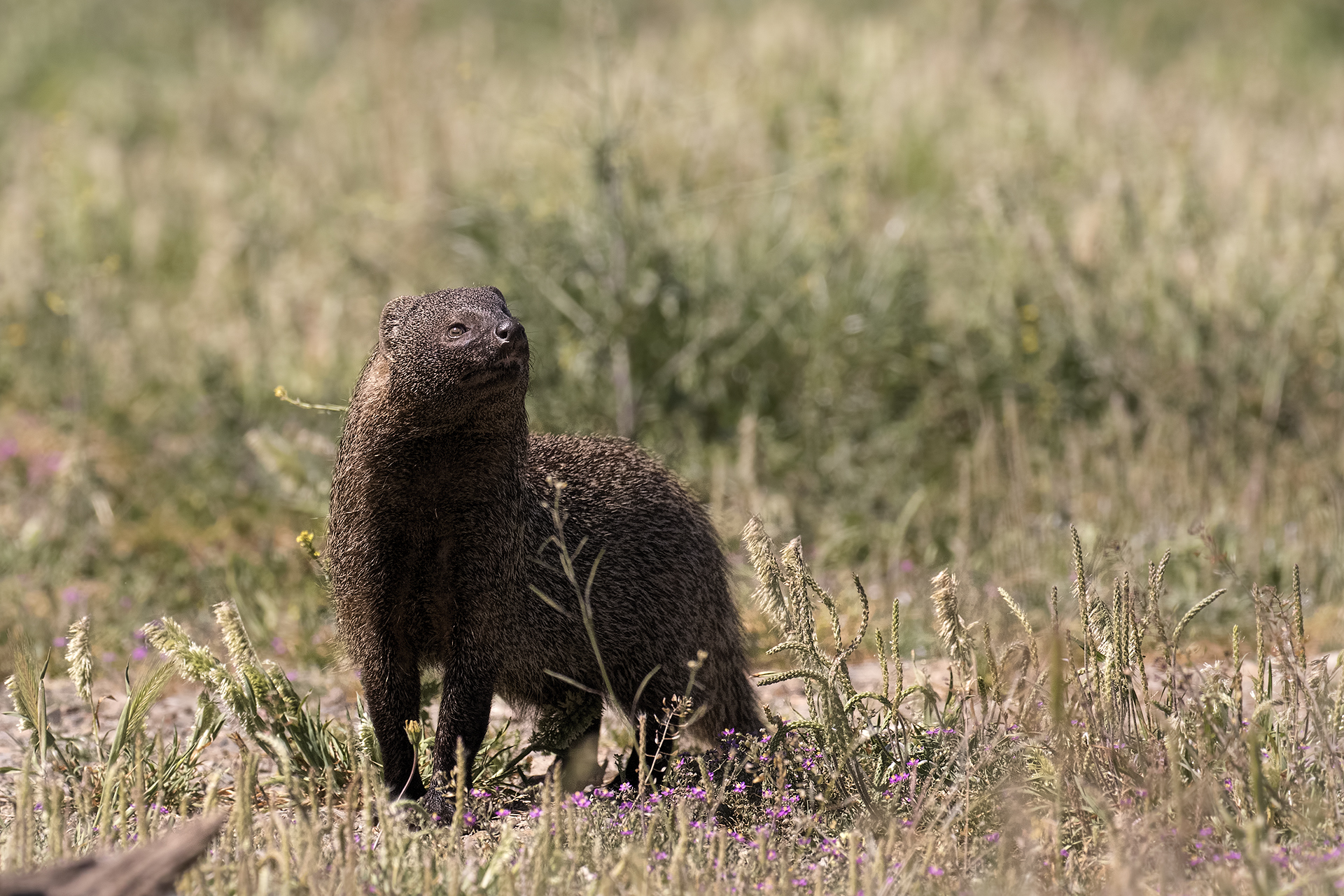 Egyptian mongoose or ichneumon (Herpestes ichneumon)