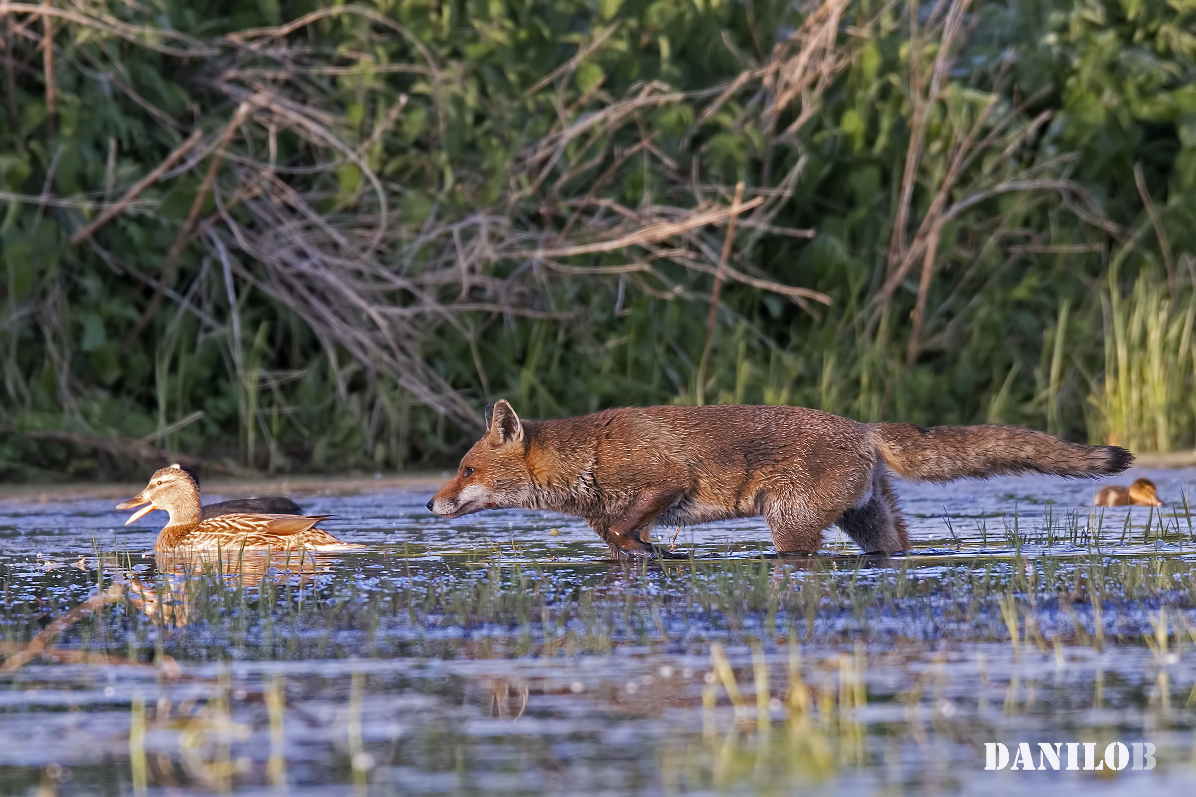 ... Today duck à l'orange ...