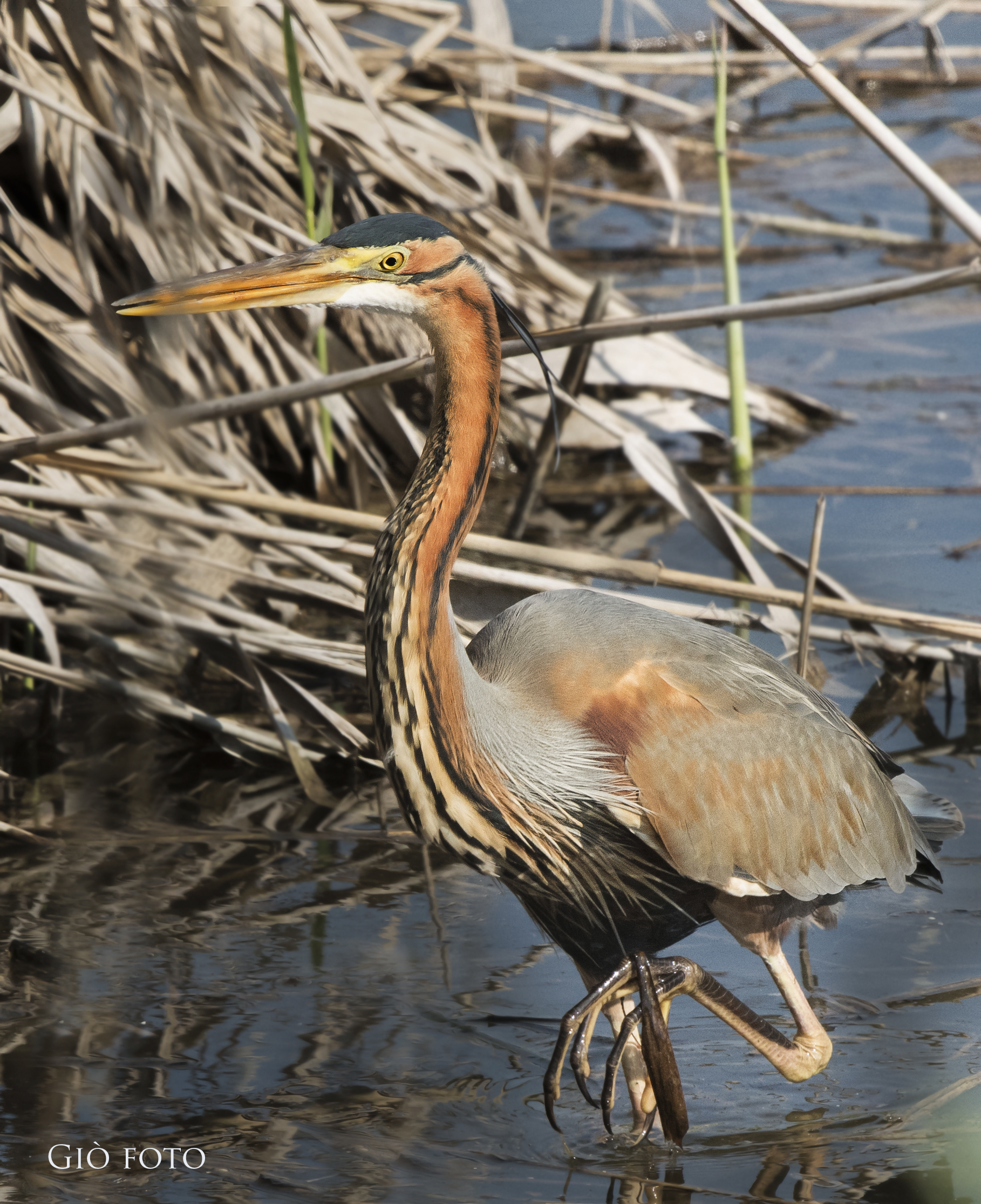 Purple Heron