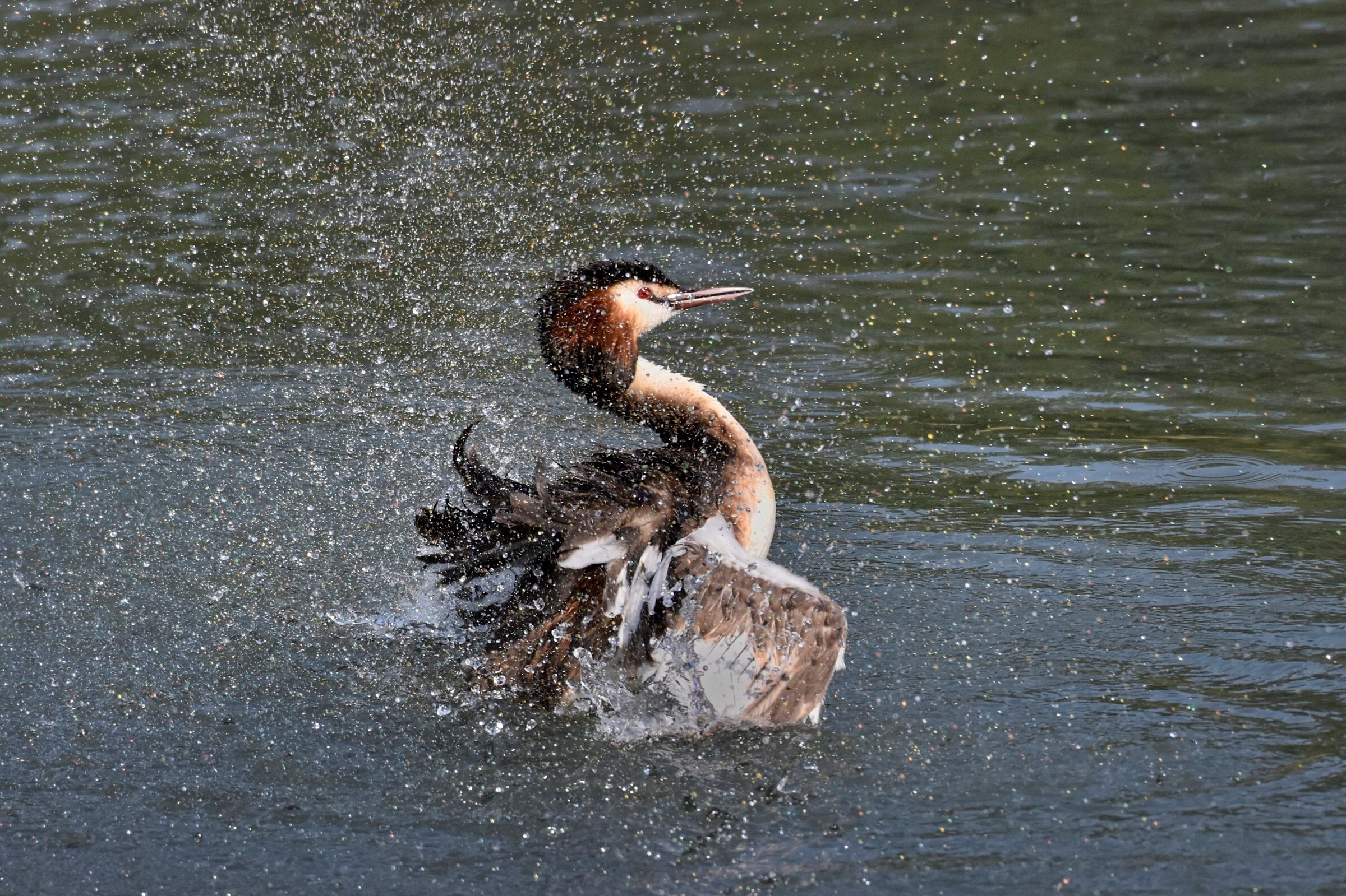 Svasso tra gli schizzi....