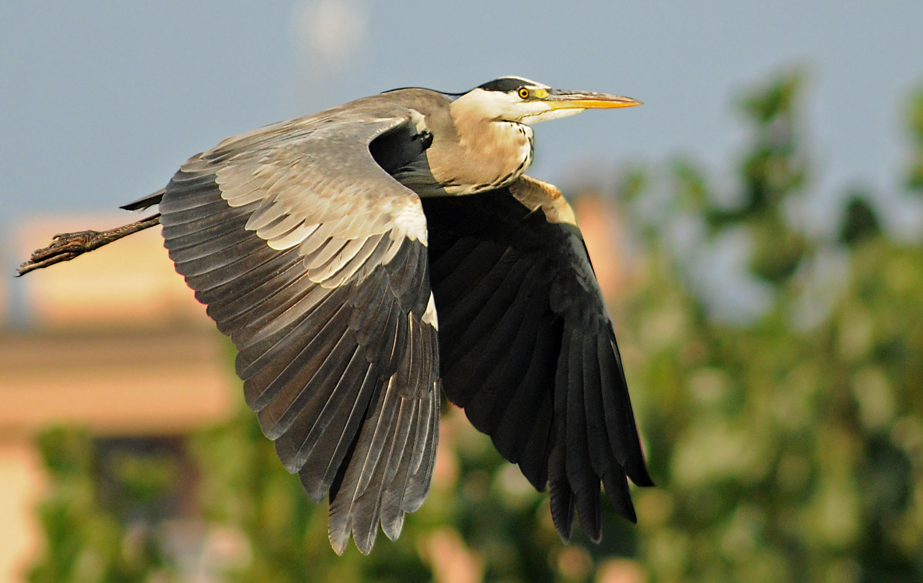 Grey Heron
