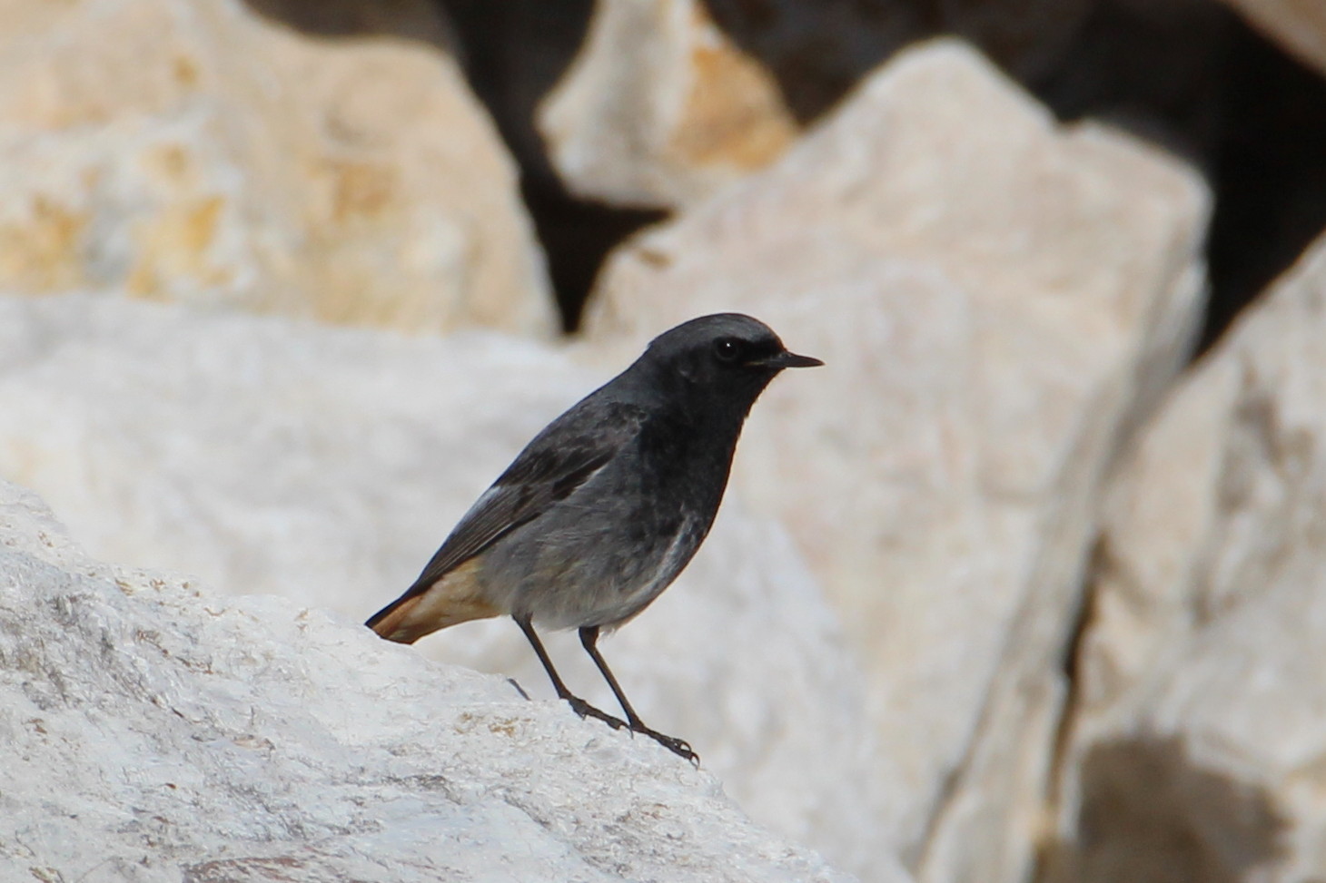 redstart (chimney sweep?)