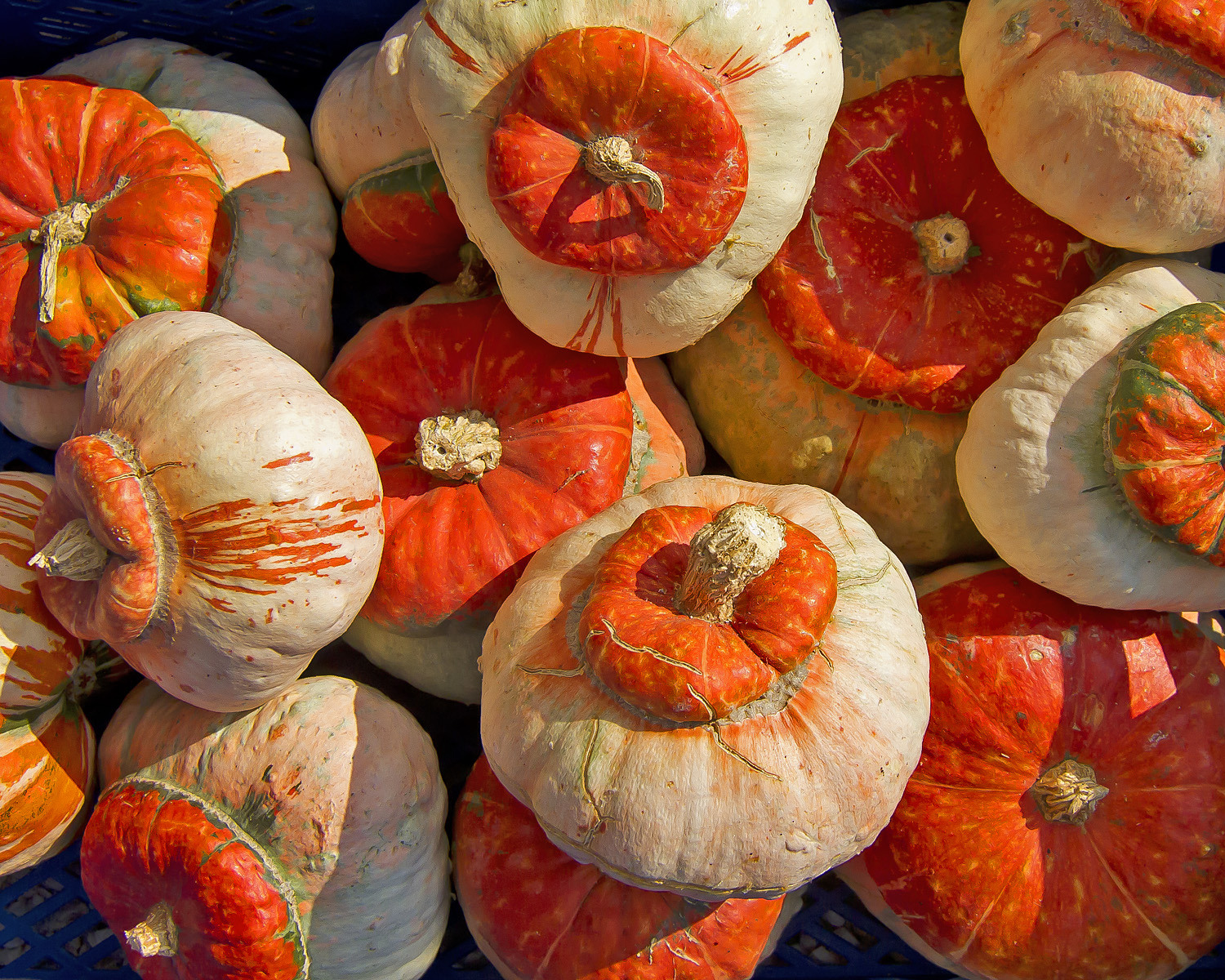 Sinfonia monotematica