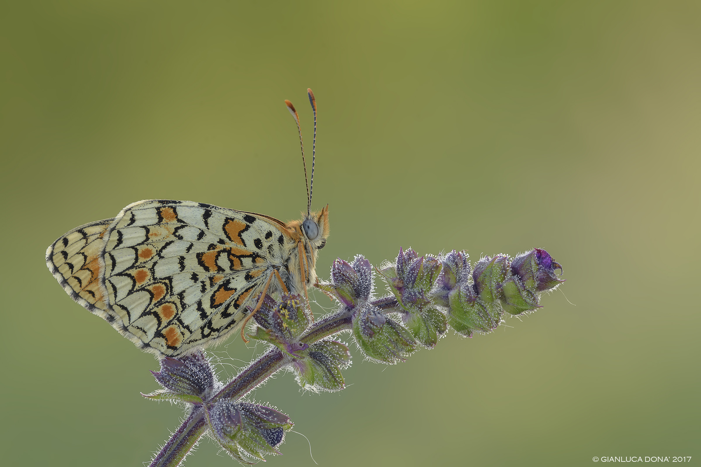 Melitaea phobe Goeze, 1779