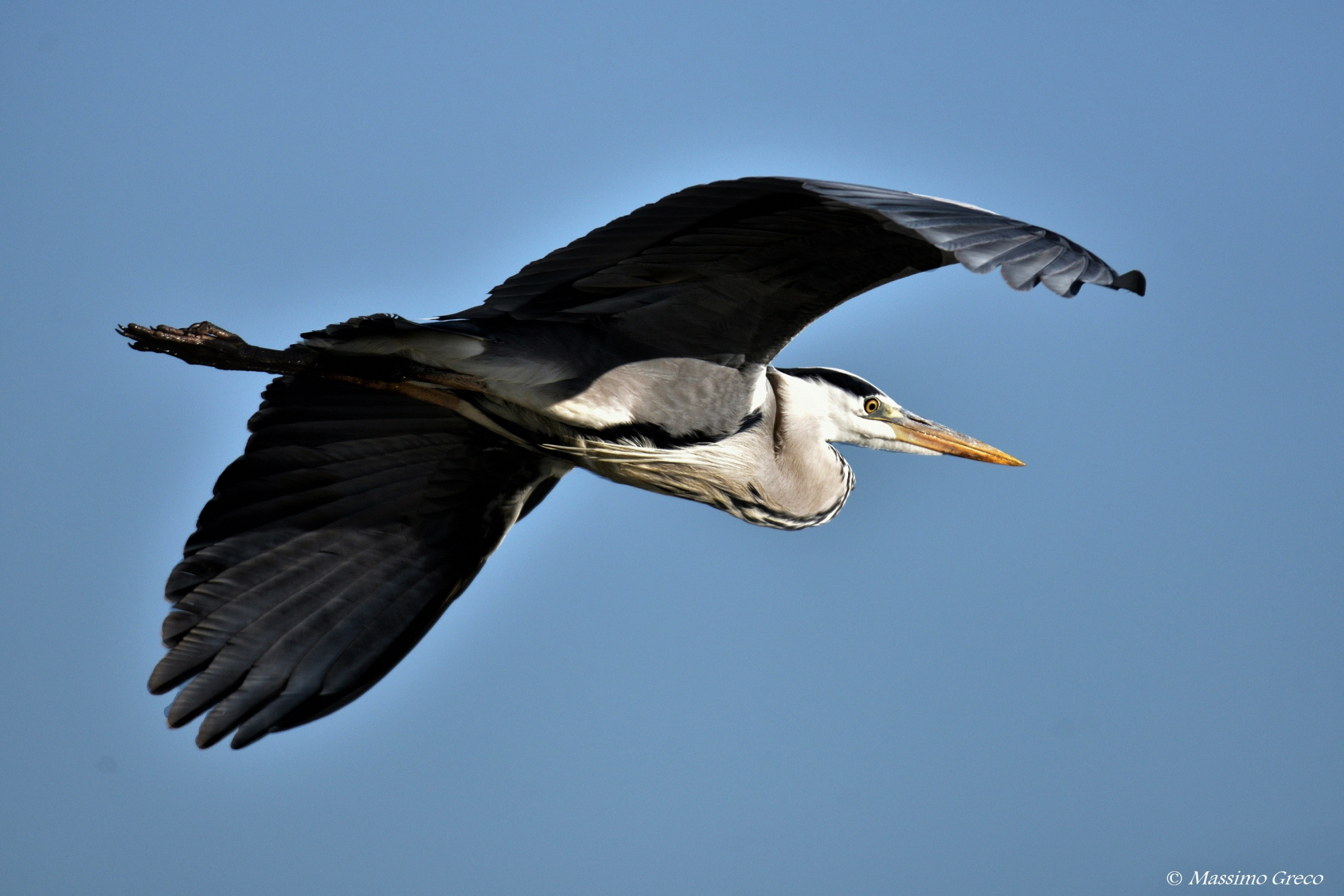 Airone cenerino (Ardea cinerea)
