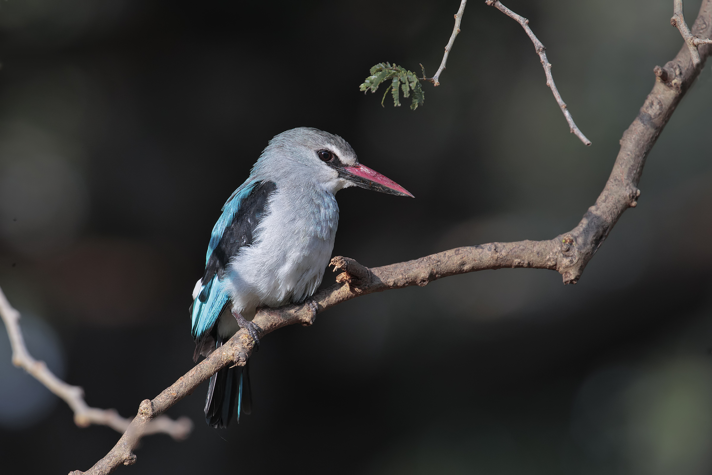 Martin pescatore del bosco (Halcyon senegalensis)