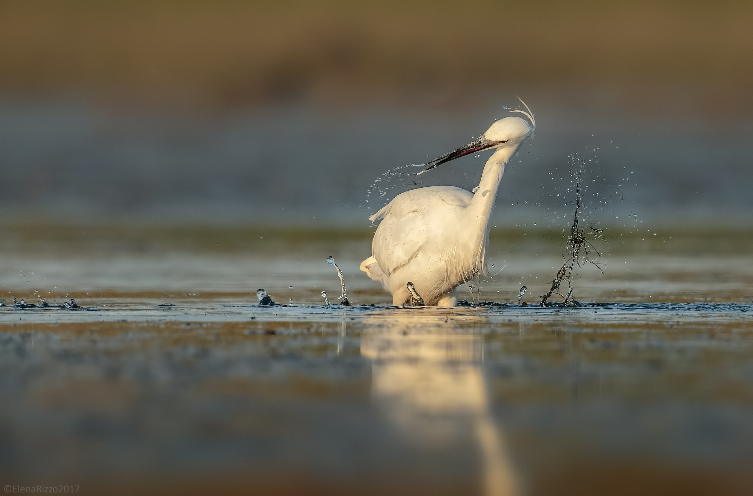 Egret