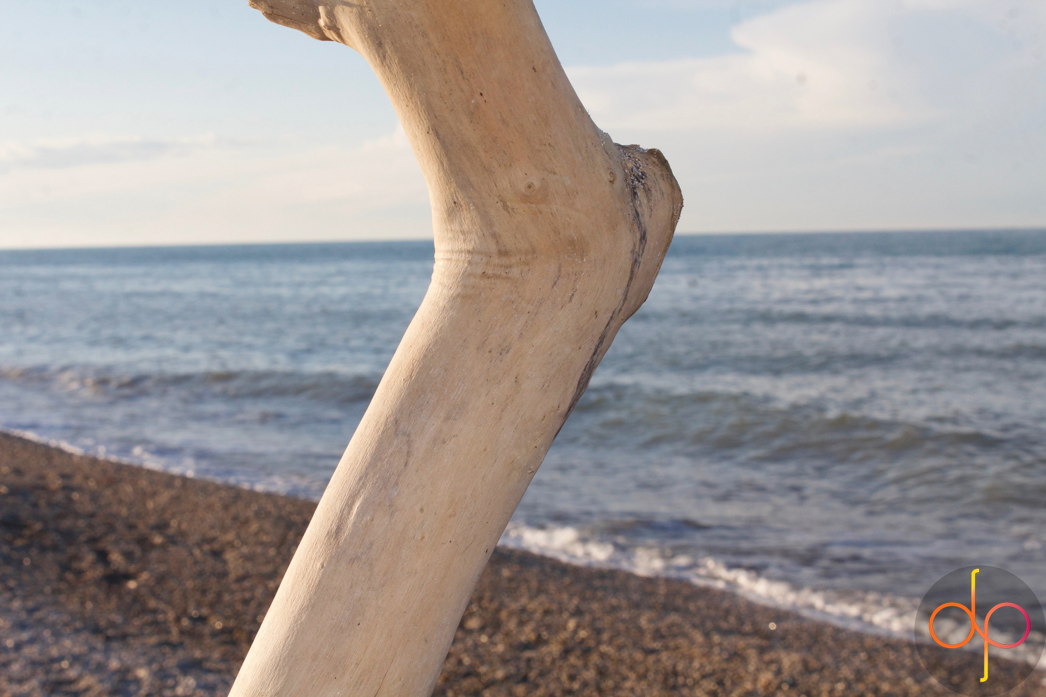 Tree in the Adriatic Sea