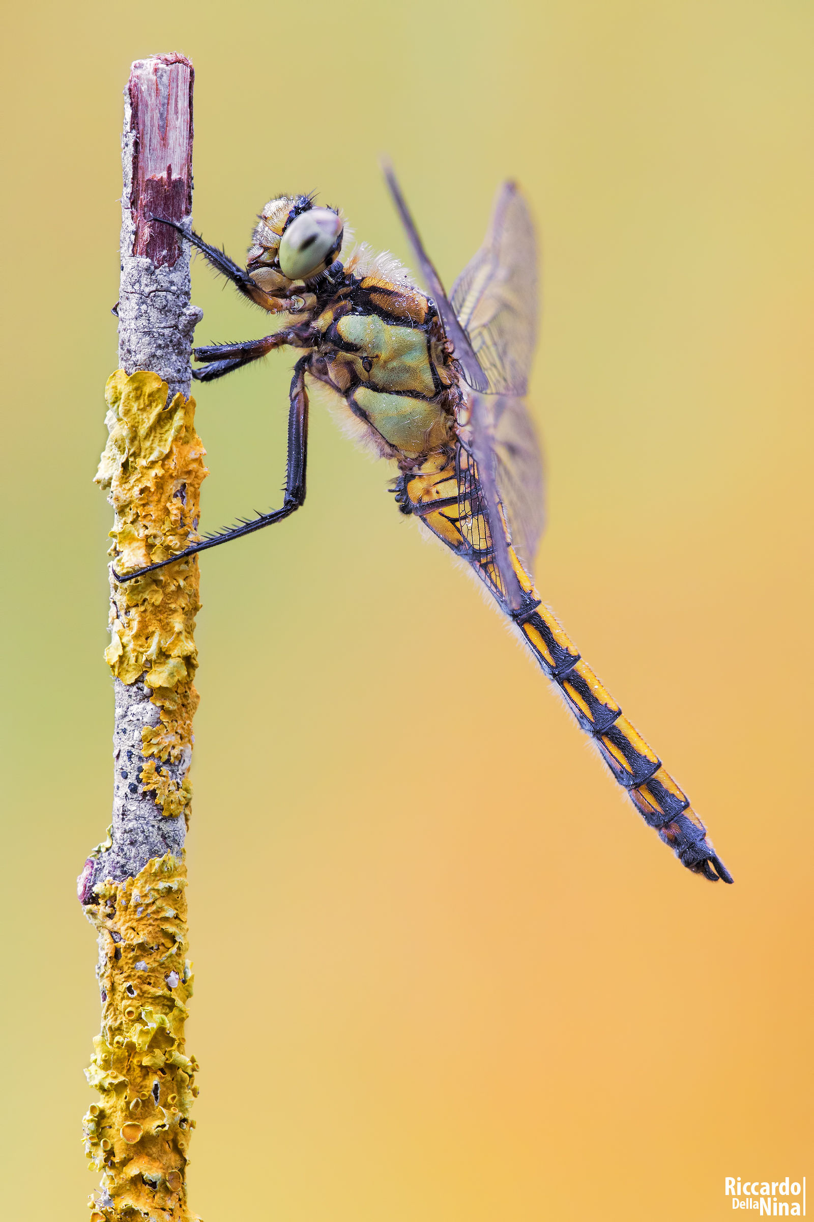 dragonfly