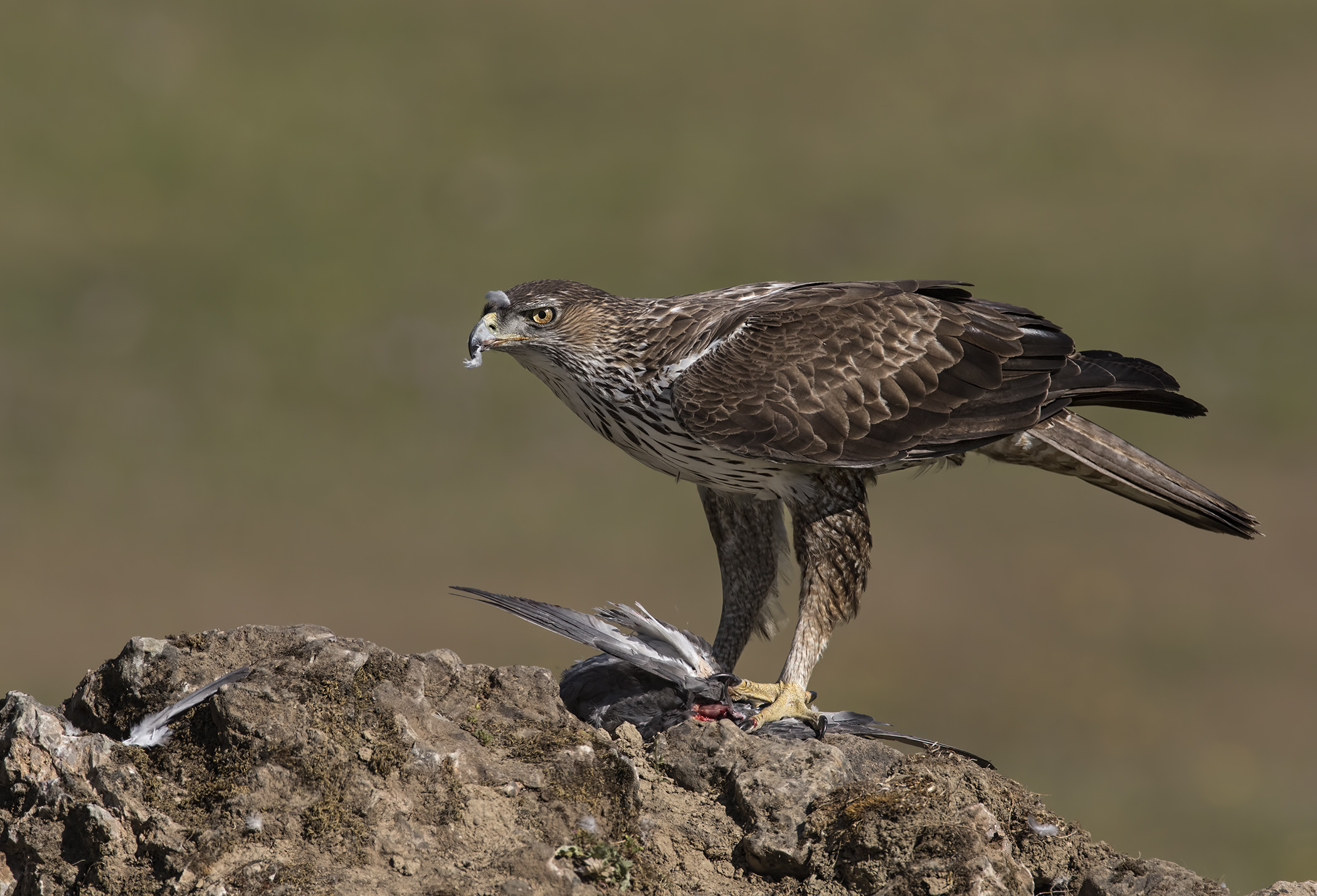 aquila del bonelli andalusia 2017