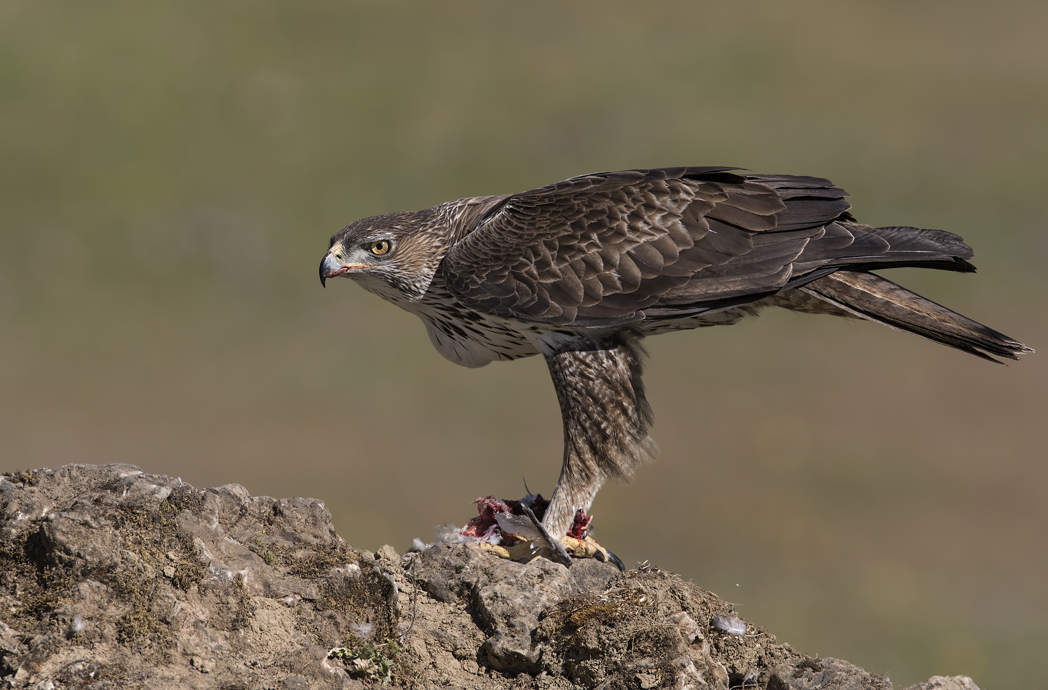 aquila di bonelli (aquila fasciata) andalusia 2017