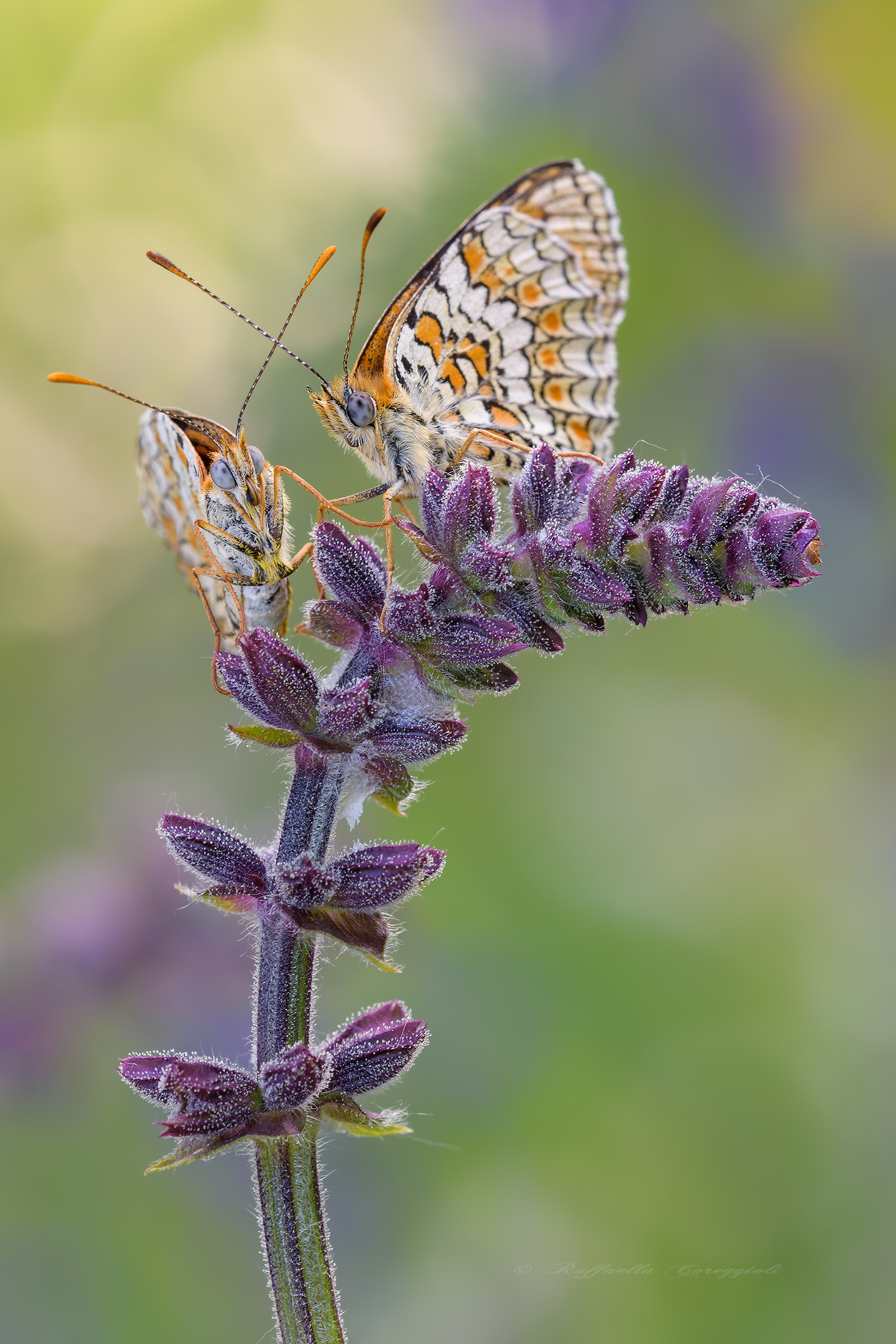 If we're still .... Fioregiallo gets angry !!!