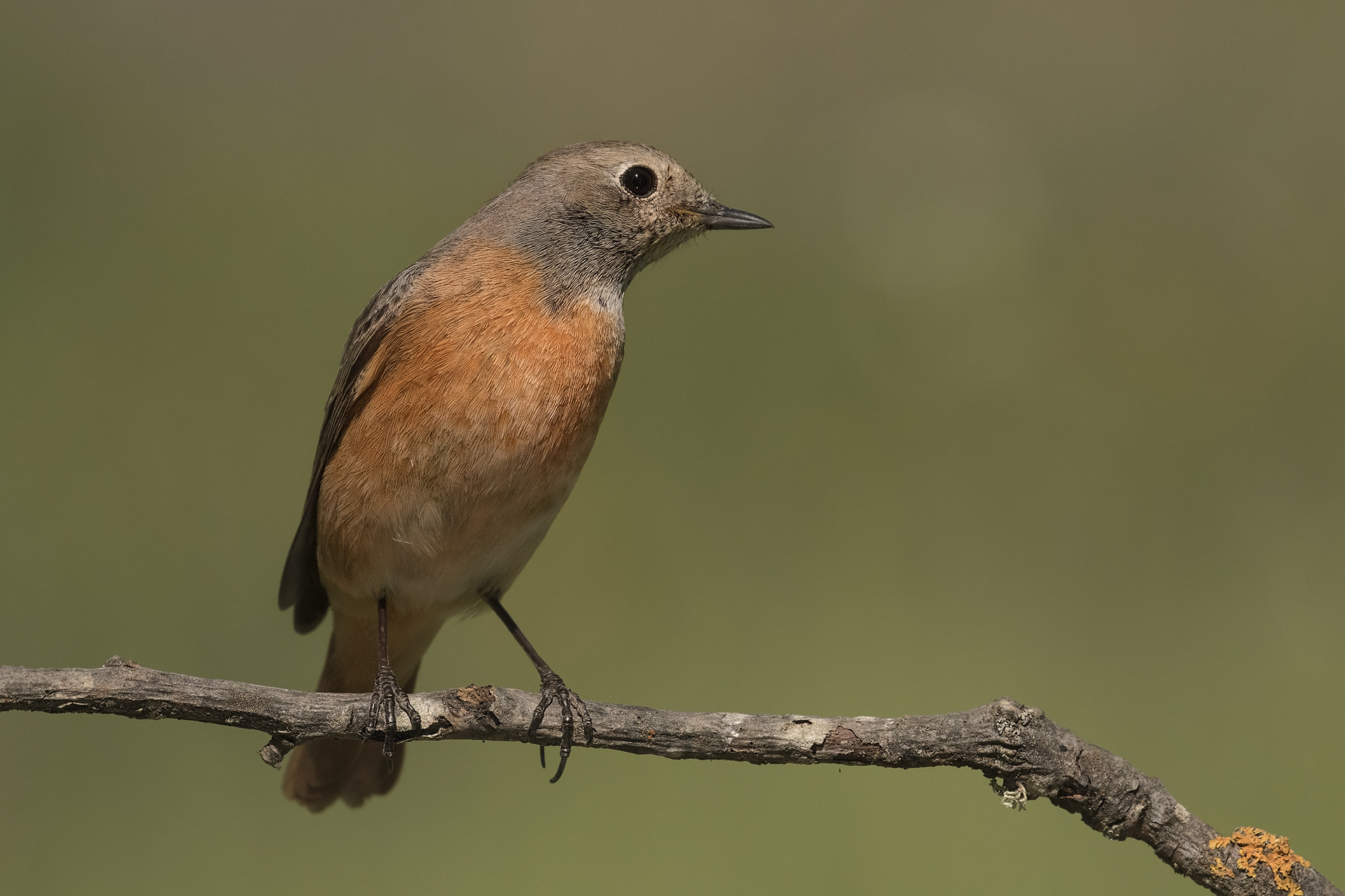 Redstart female
