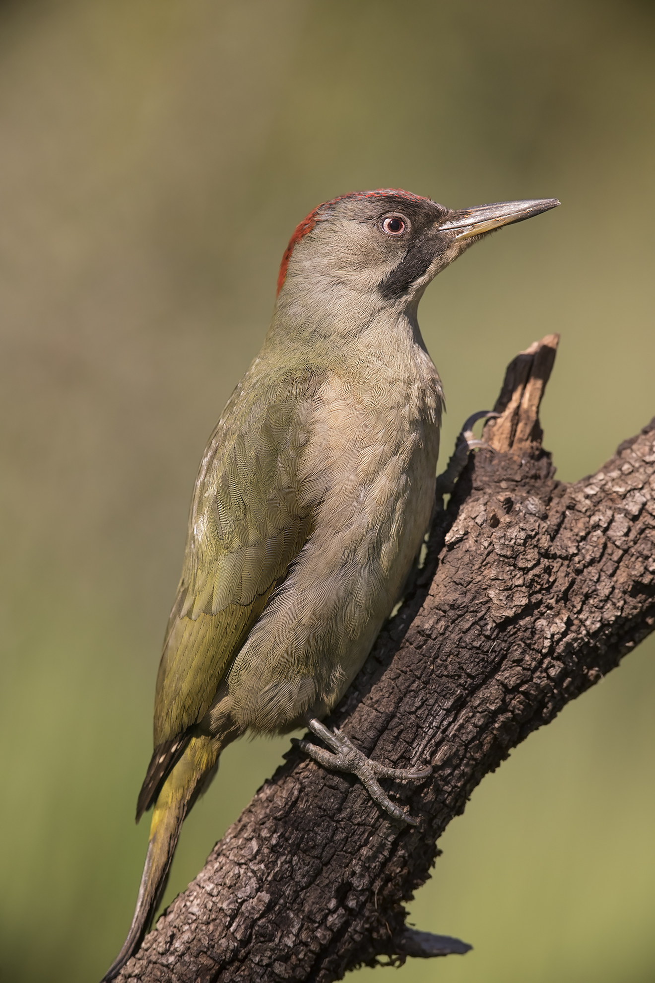 picchio verde femminuccia andalusia 2017