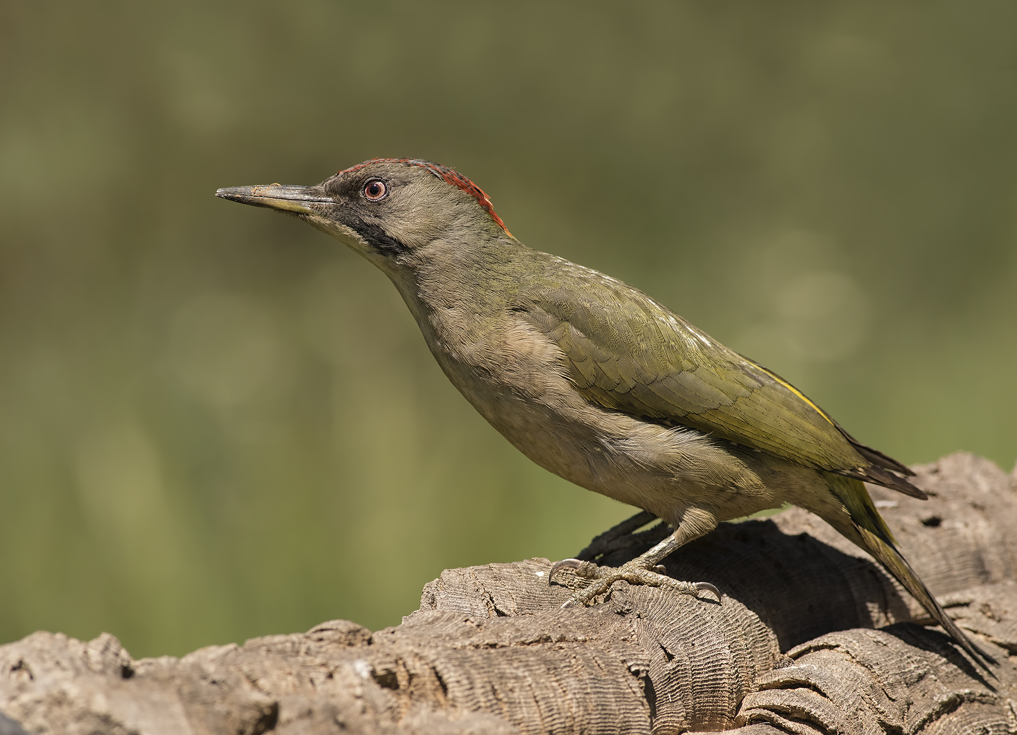 picchio verde (picus viridis sharpei) andalusia 2017