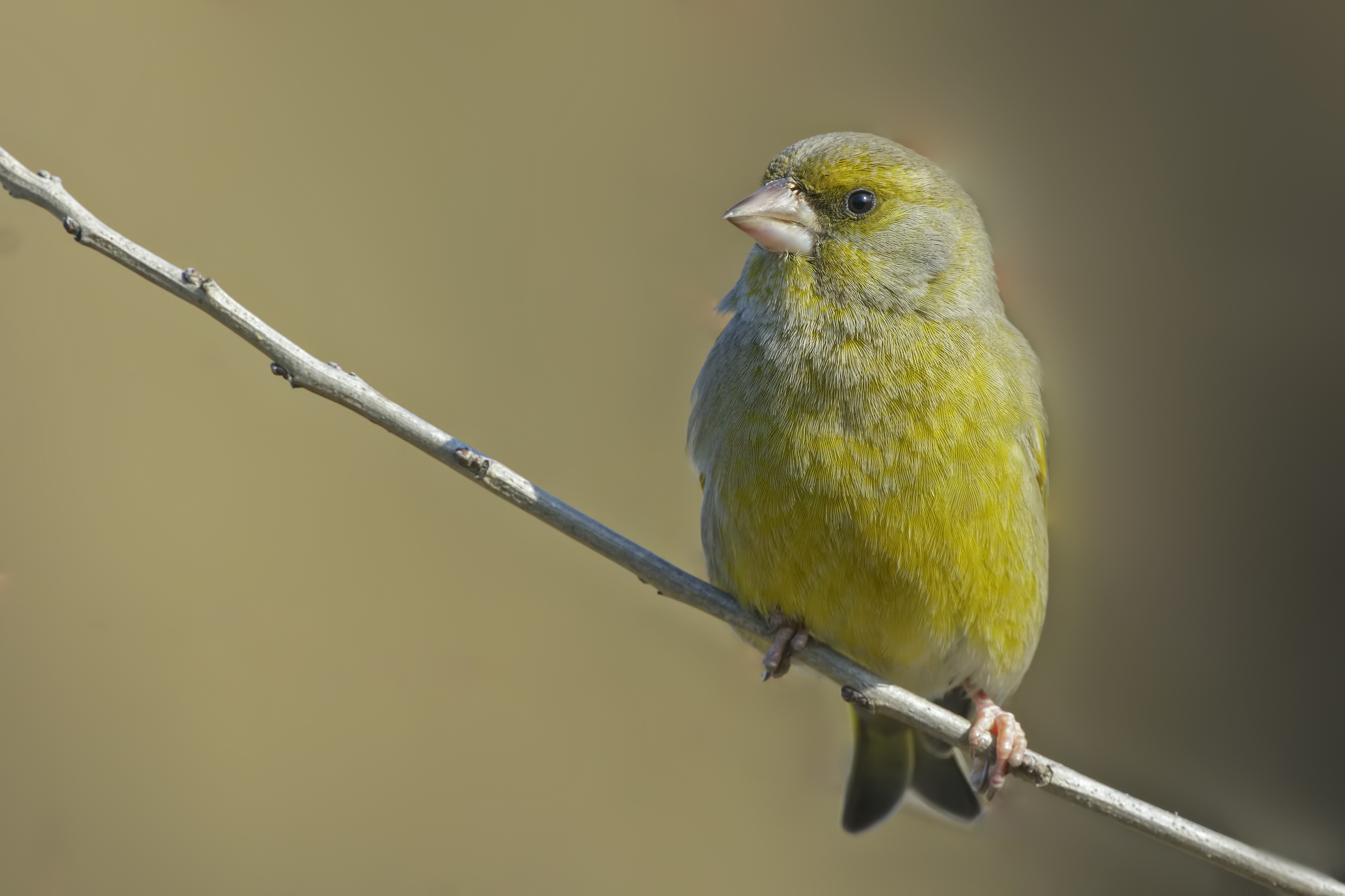 Verdone (Chloris chloris)