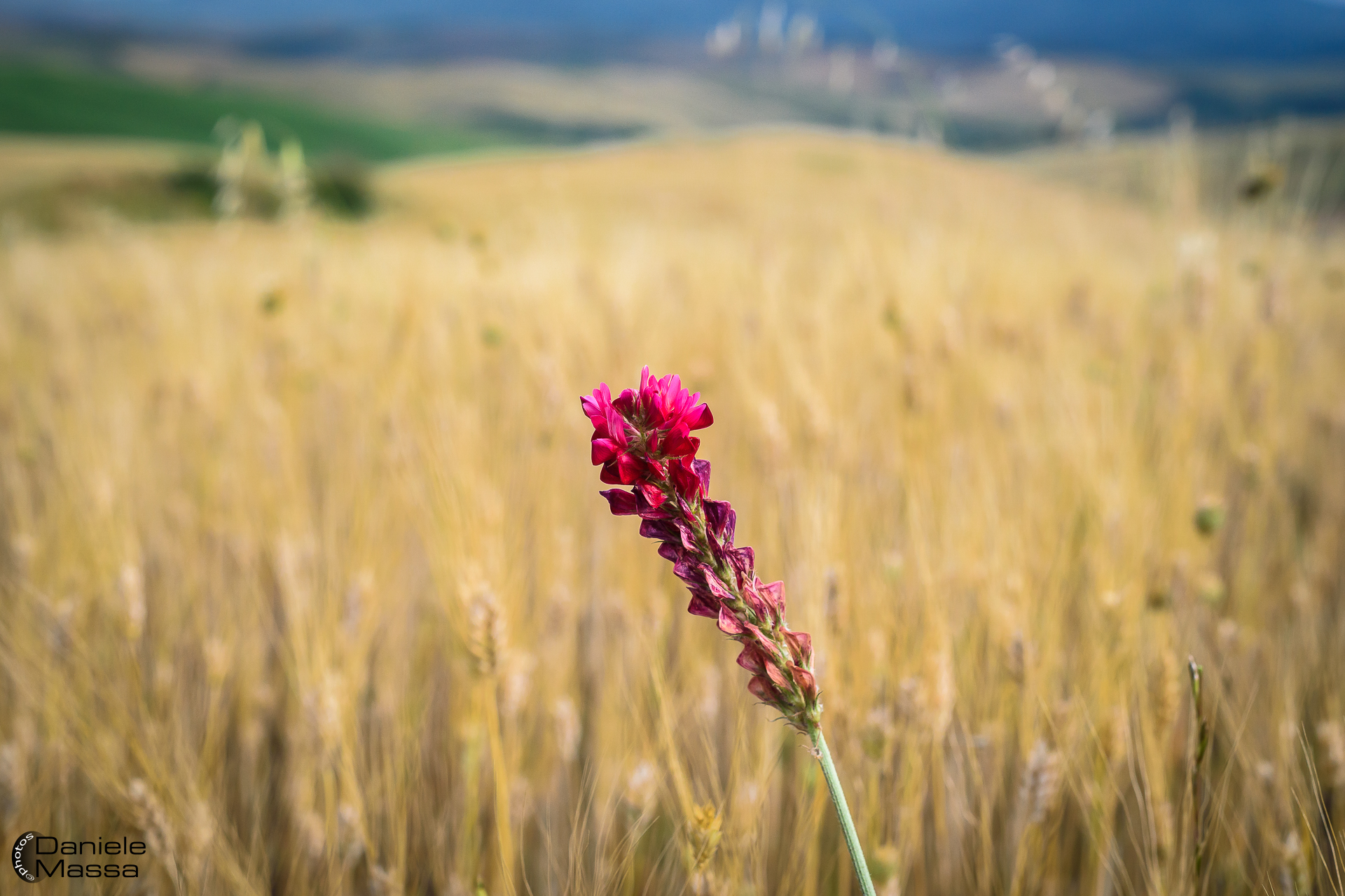 Solo in un campo di grano