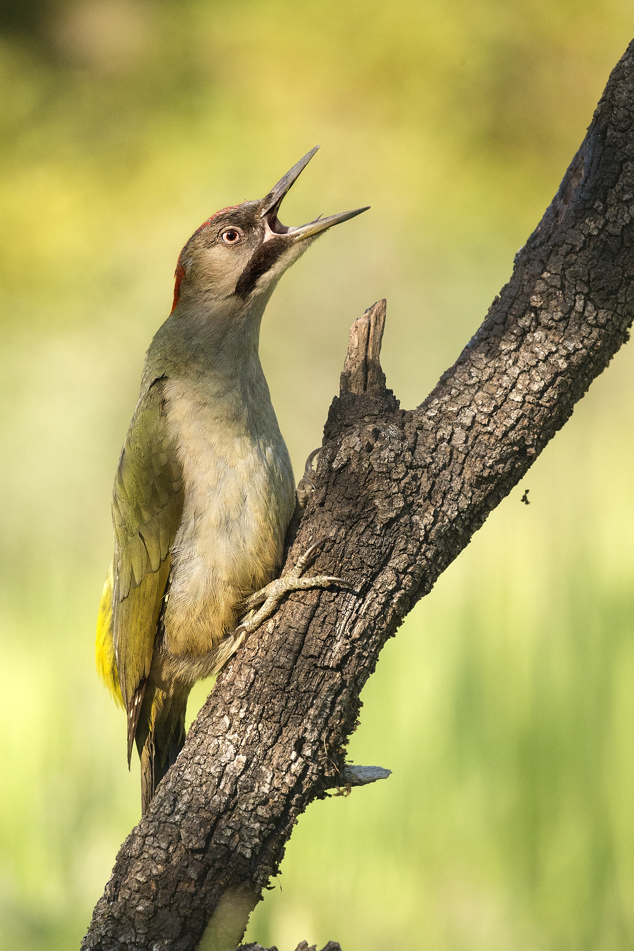 Picus viridis sharpei, Andalusia