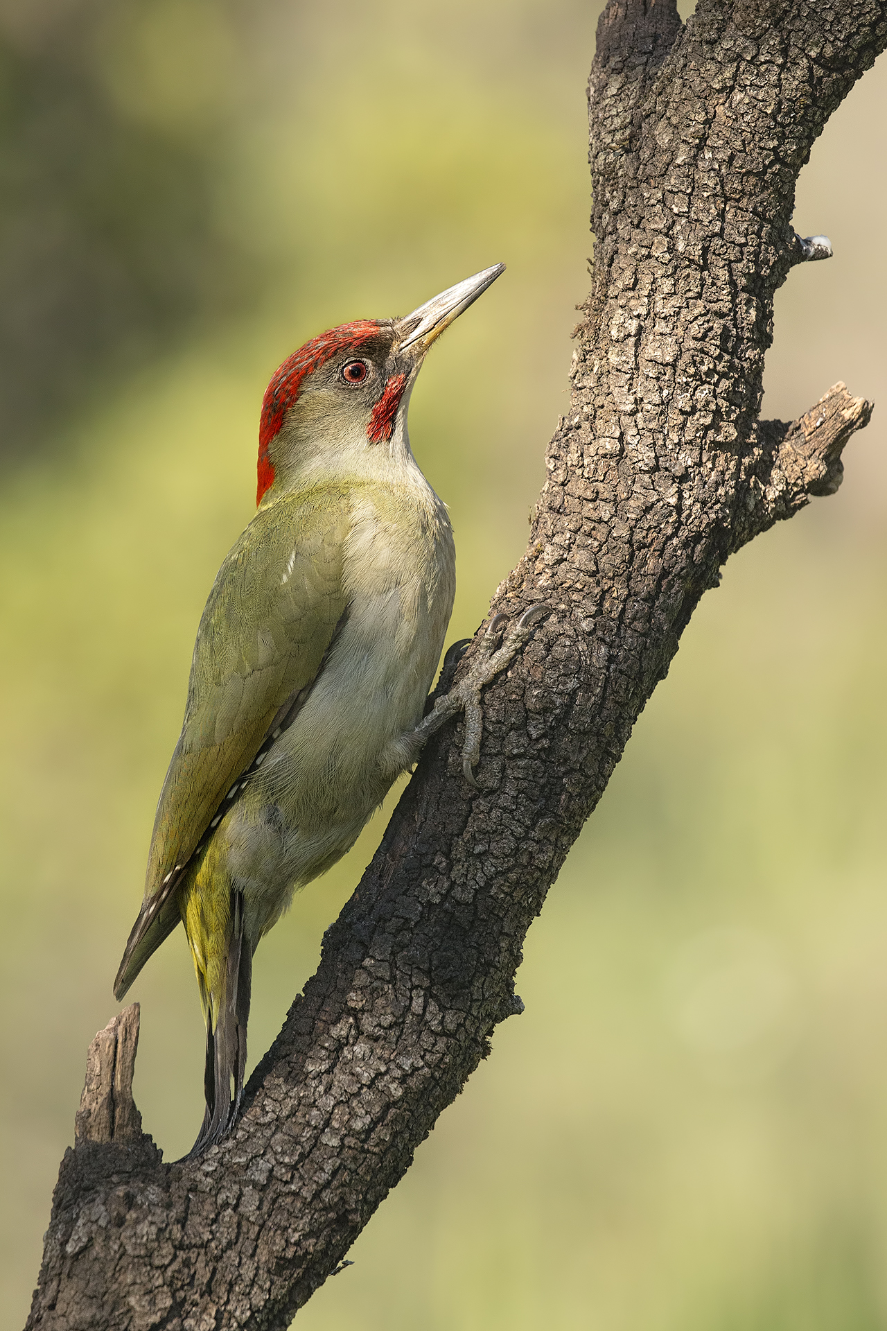 Picus viridis sharpei, Andalusia
