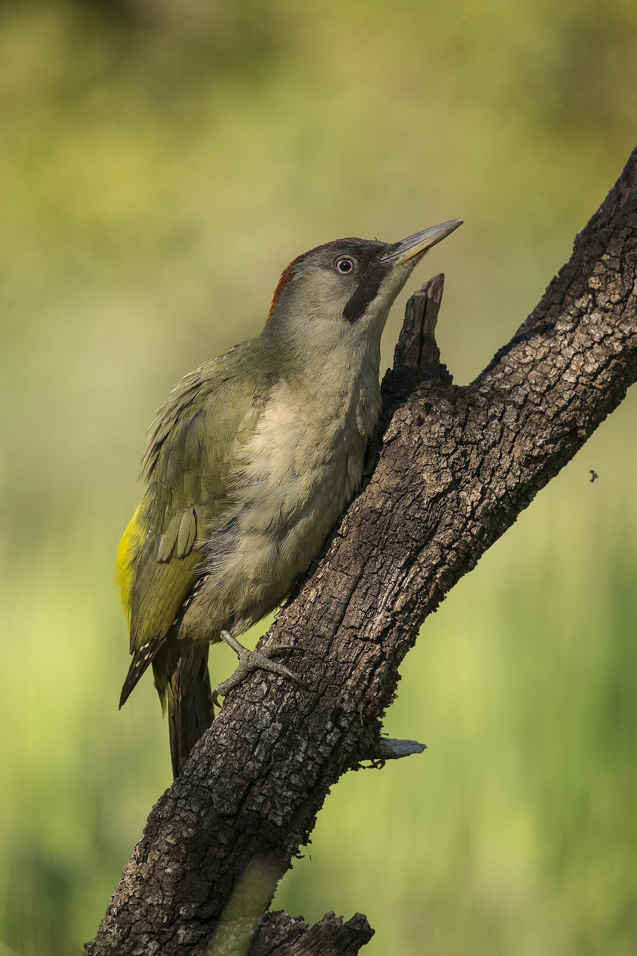 Picus viridis sharpei female Andalucia