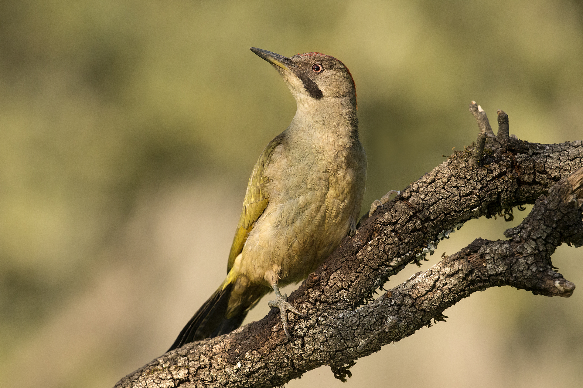 Picus viridis sharpei female Andalucia