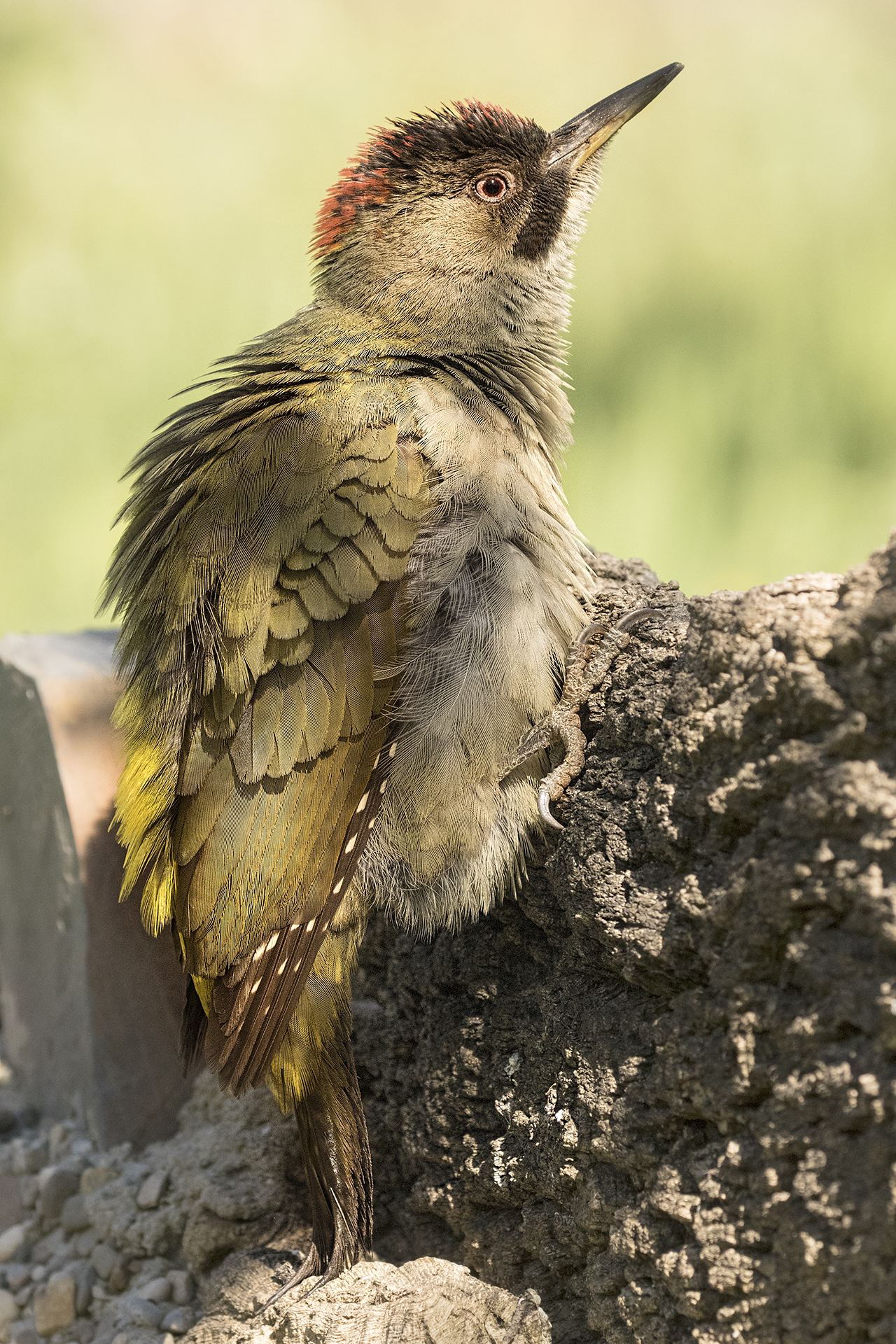 Picus viridis sharpei female Andalucia