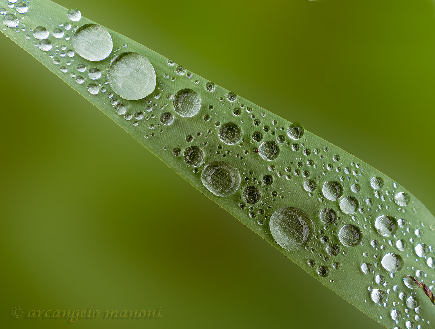 Drops of '' tone on tone ''