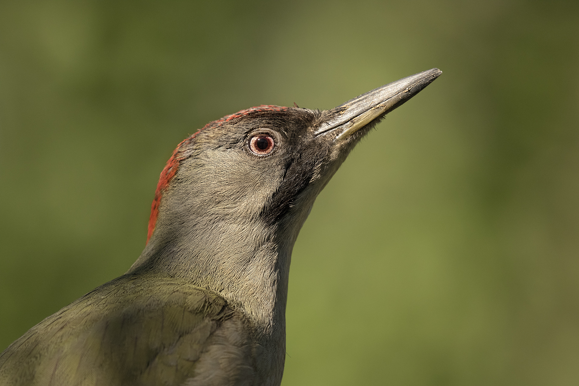 Picus viridis sharpei female Andalucia, portrait