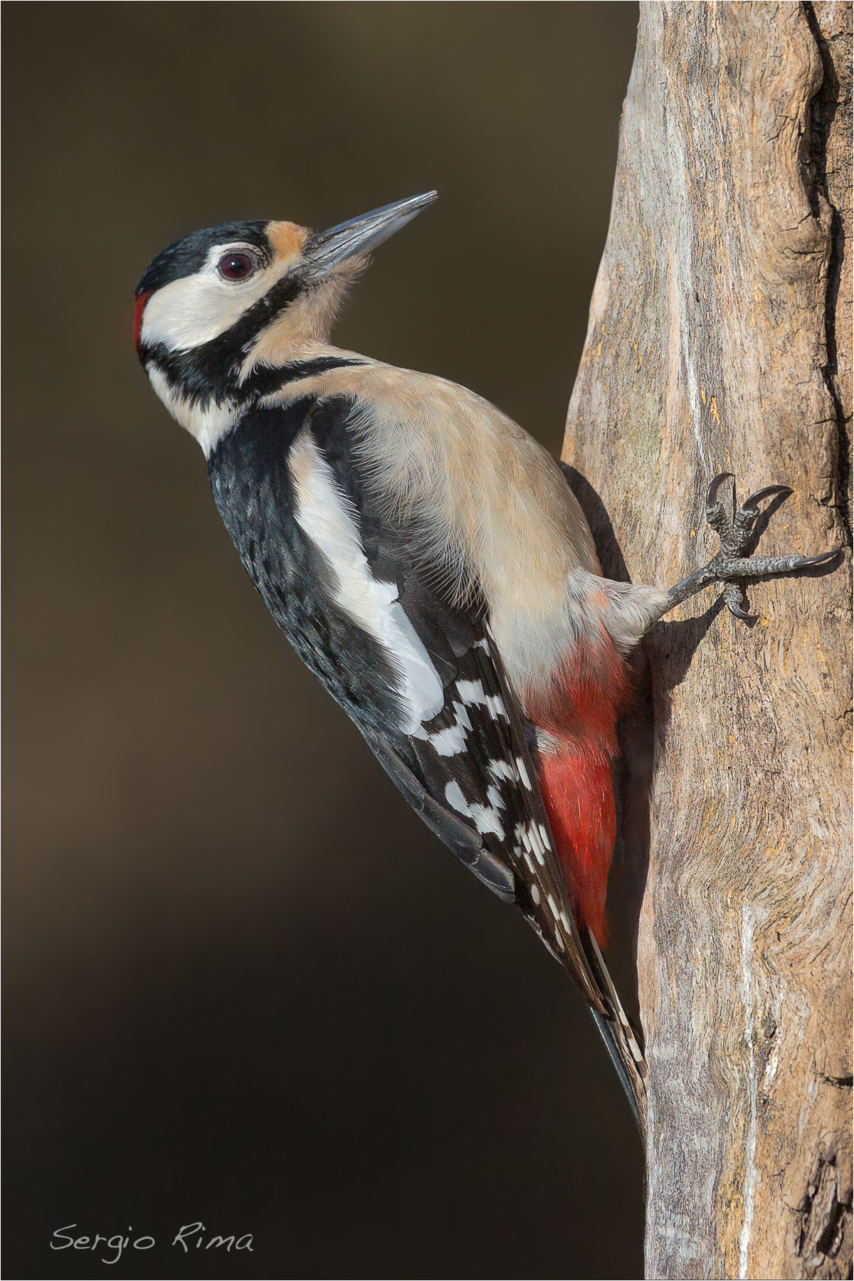 Great Spotted Woodpecker