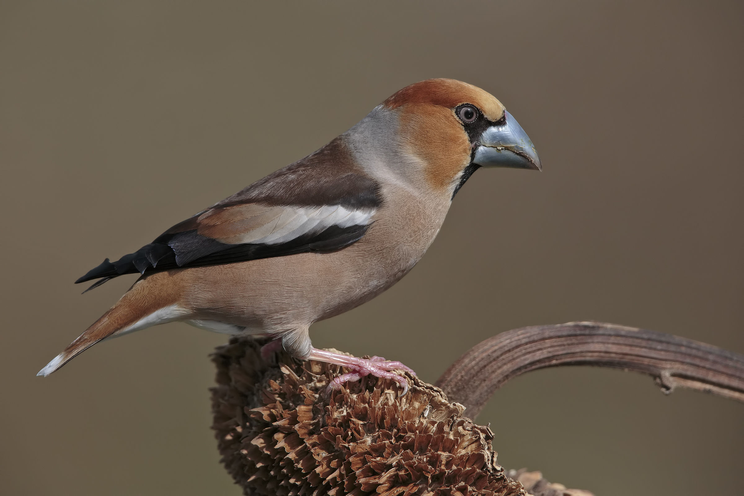 Grosbeak