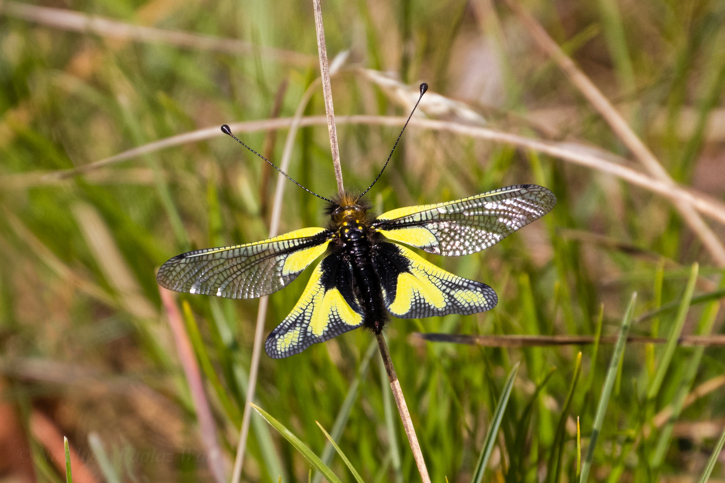 Libelloides coccajus