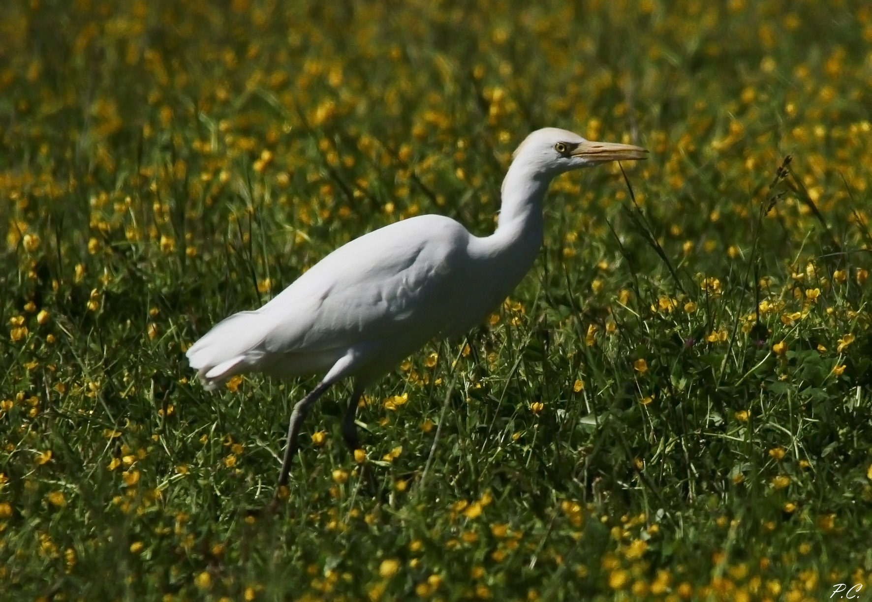 no cattle egret