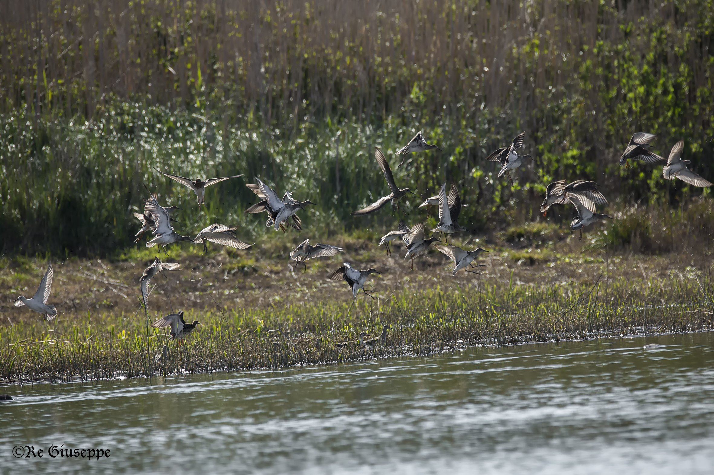 piro piro boschereccio