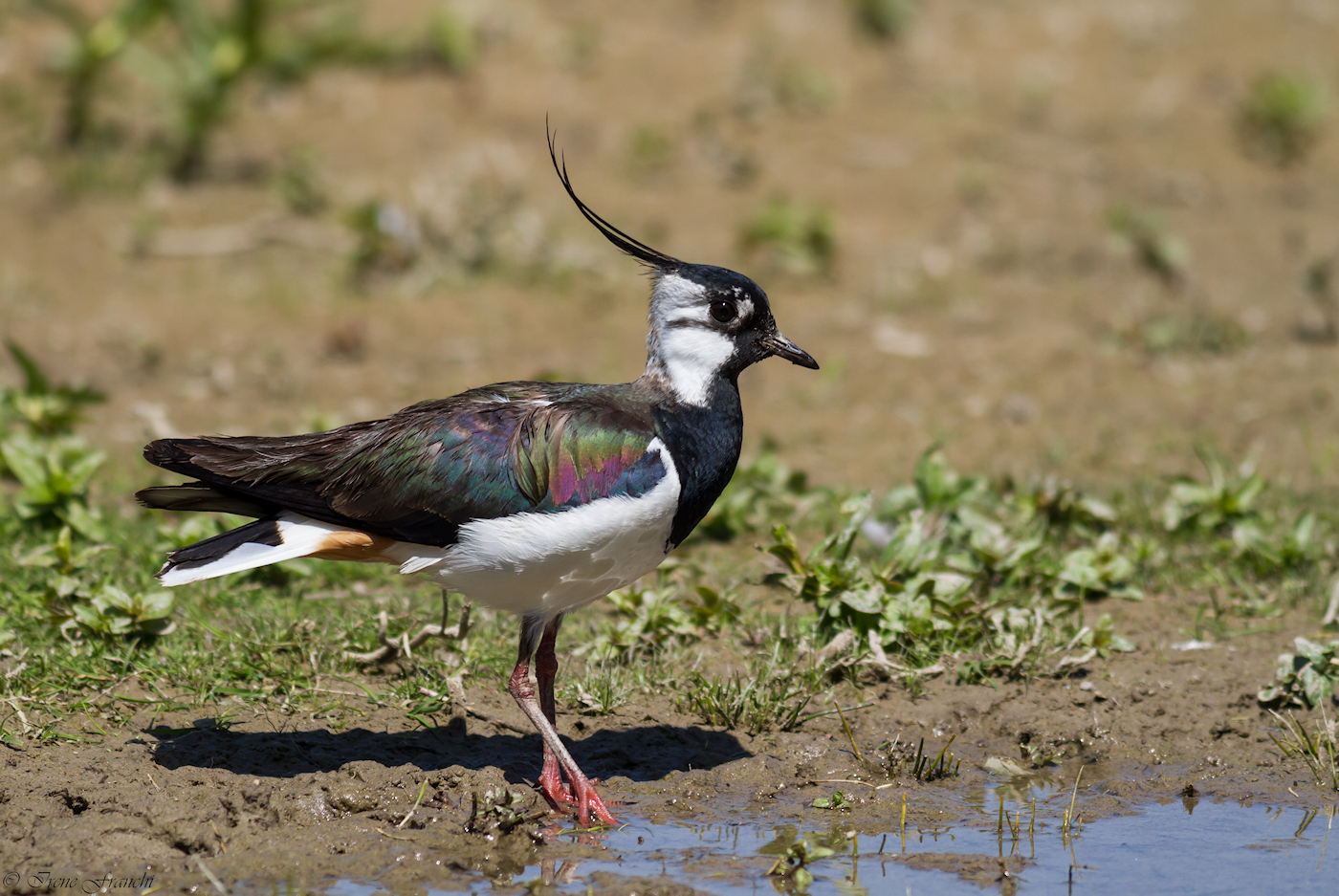 lapwing
