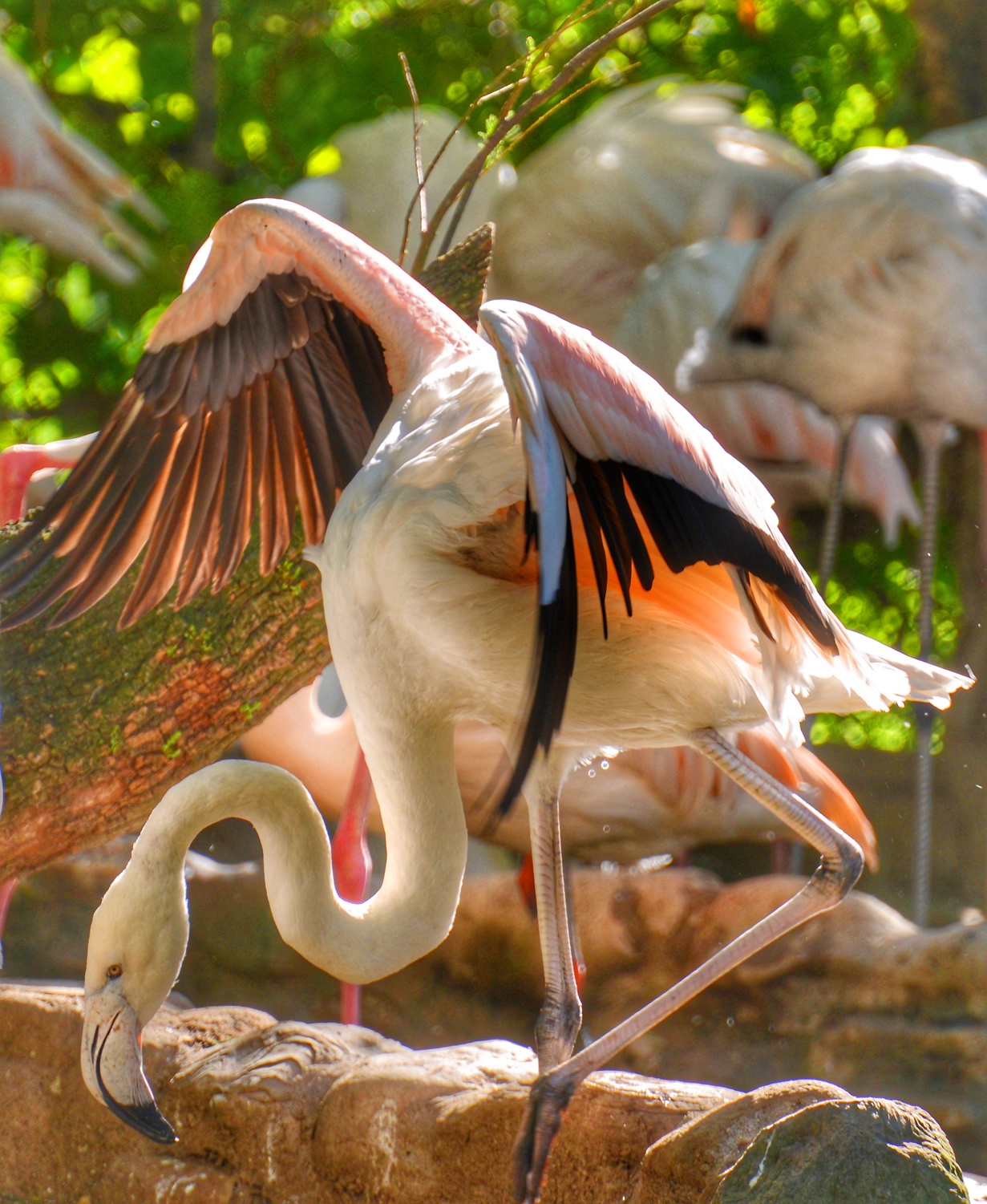 The beauty of flamingos