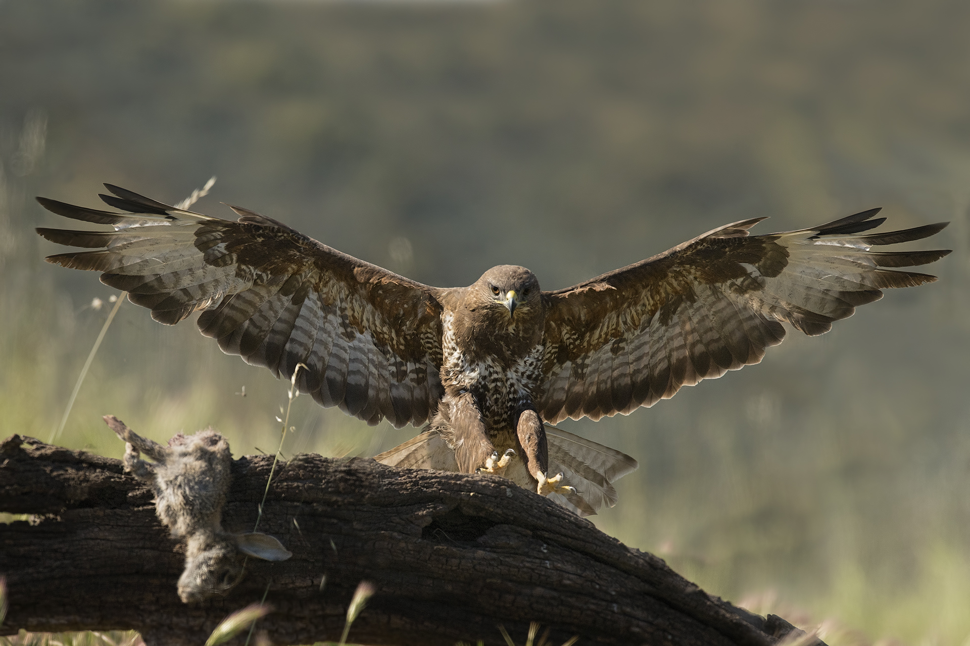 Buzzard