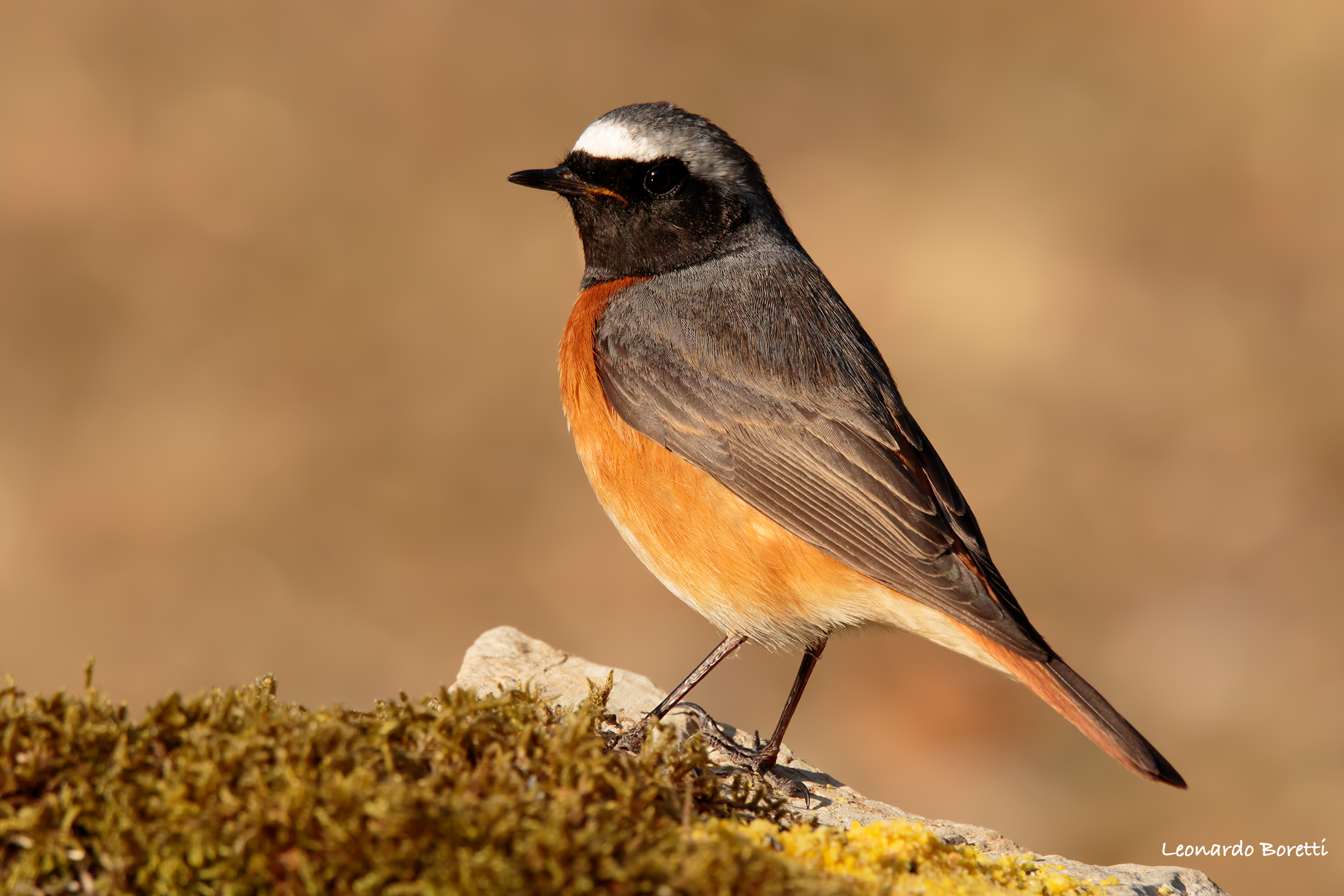 Redstart