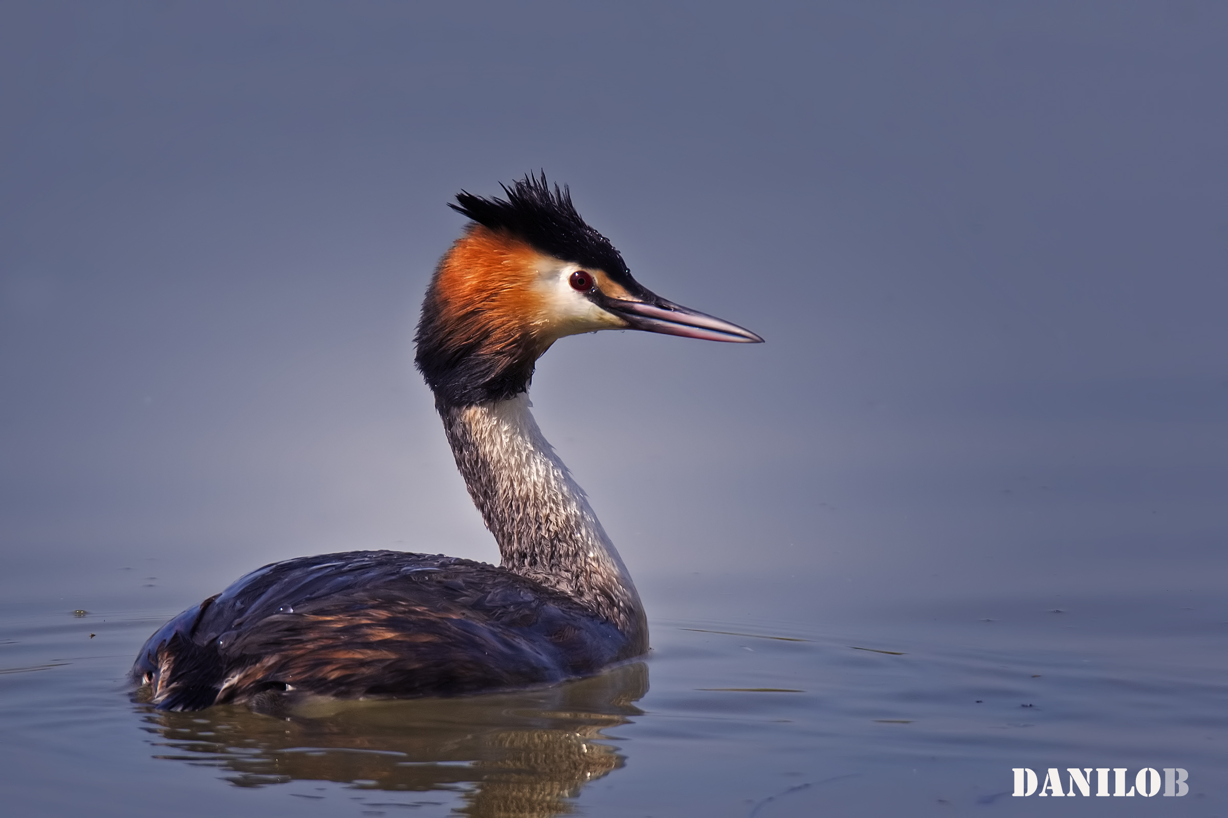 Grebe