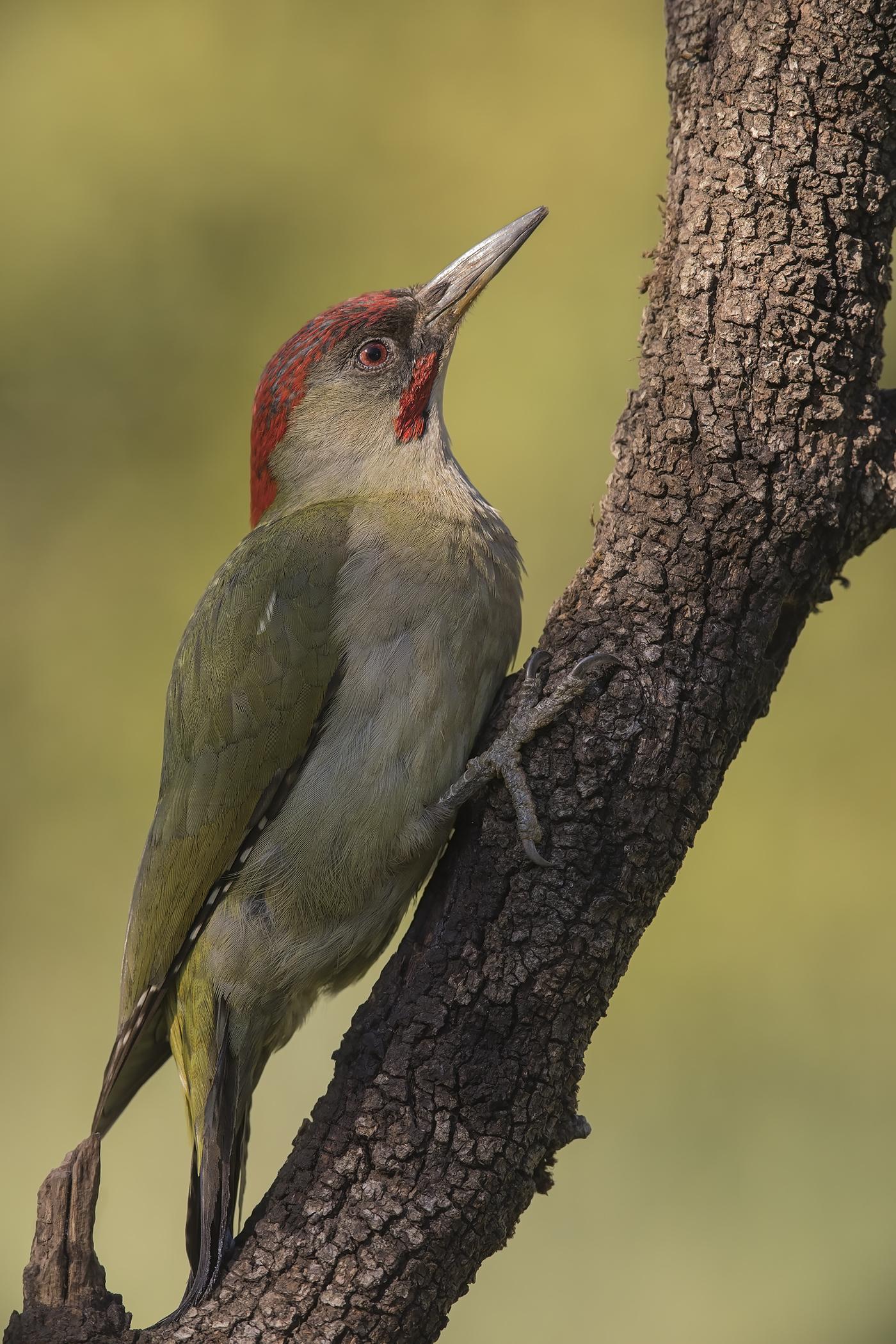 picchio verde maschietto andalusia 2017