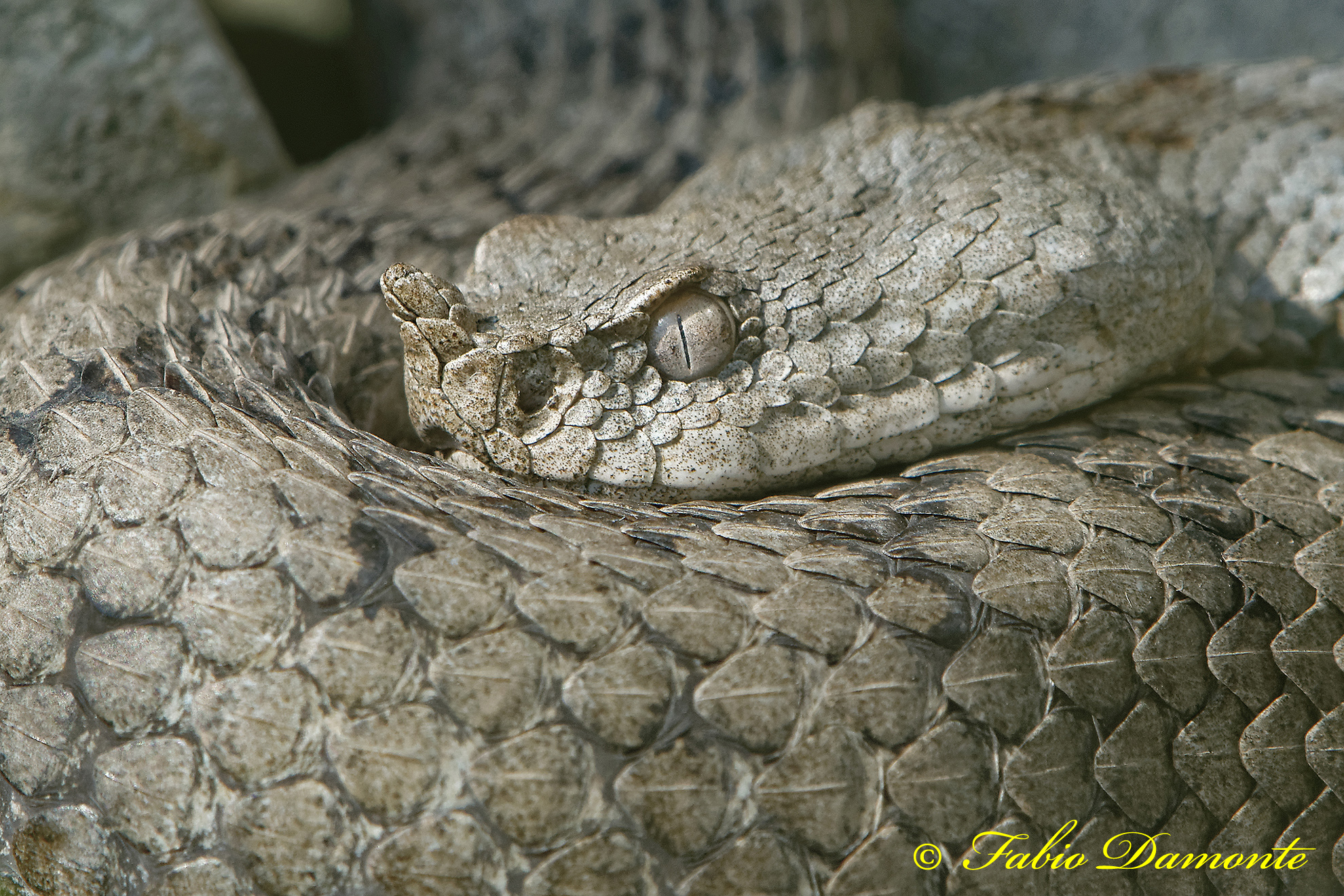 Vipera dal corno (Vipera ammodytes)