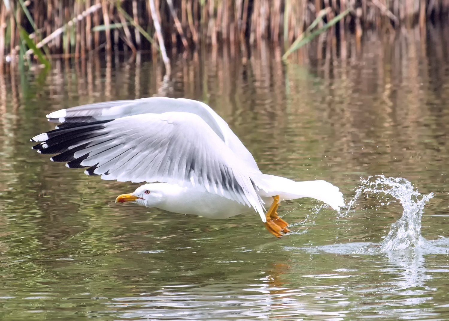 Seagull takeoff