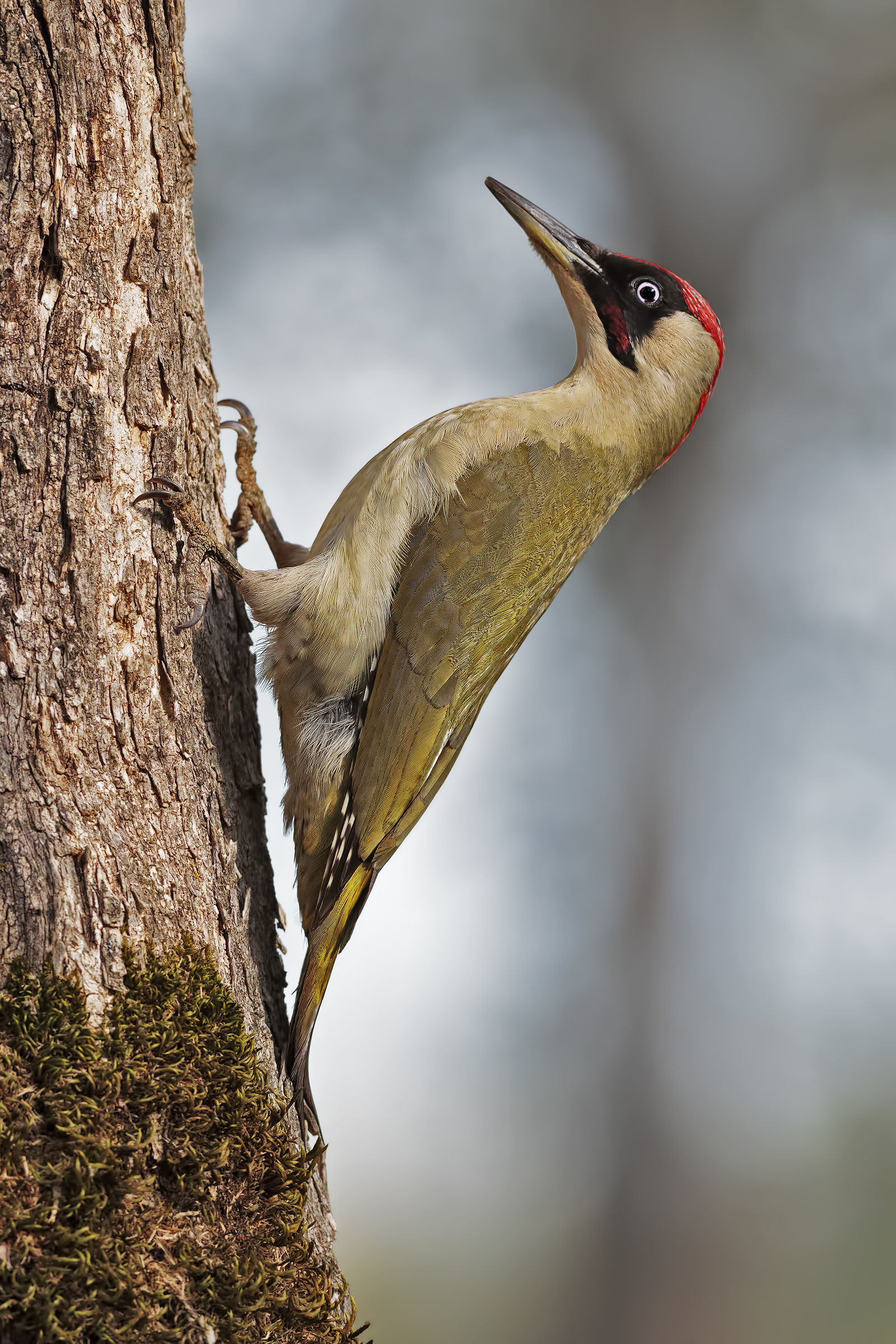 green woodpecker