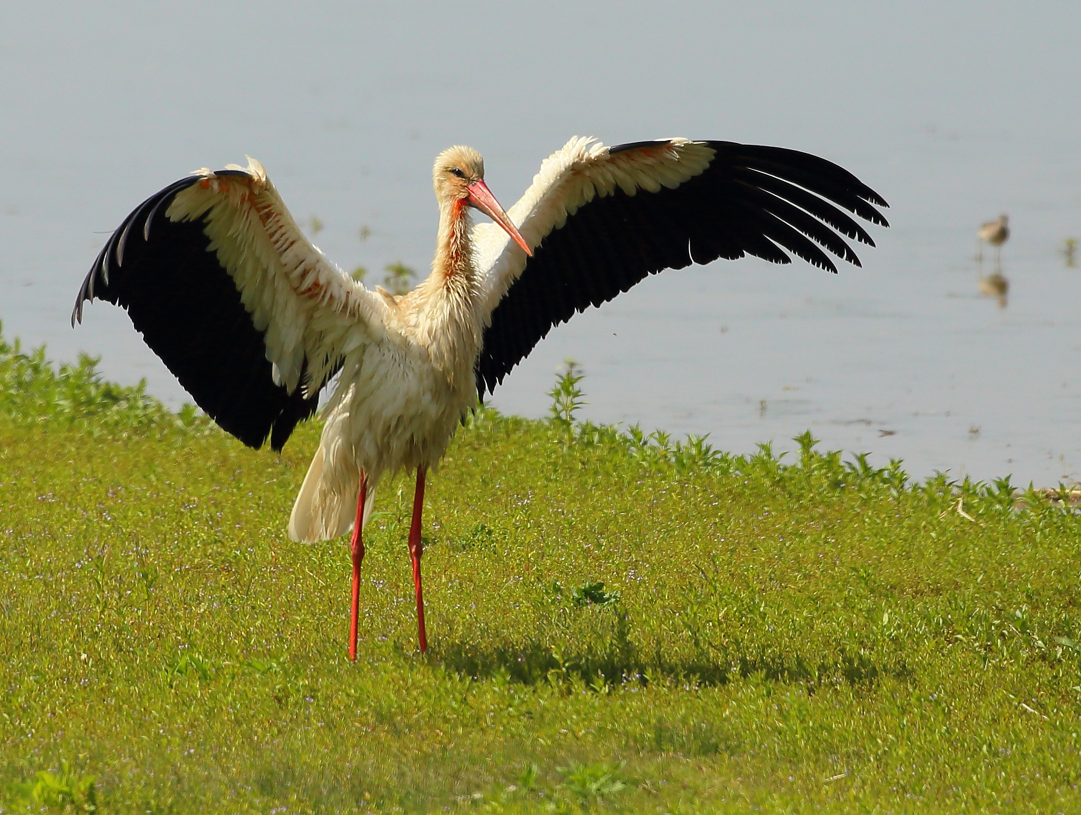 abracadabra - Voilà...