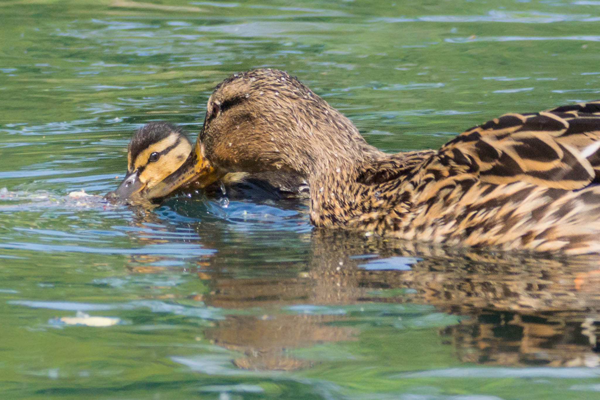 Mother duck