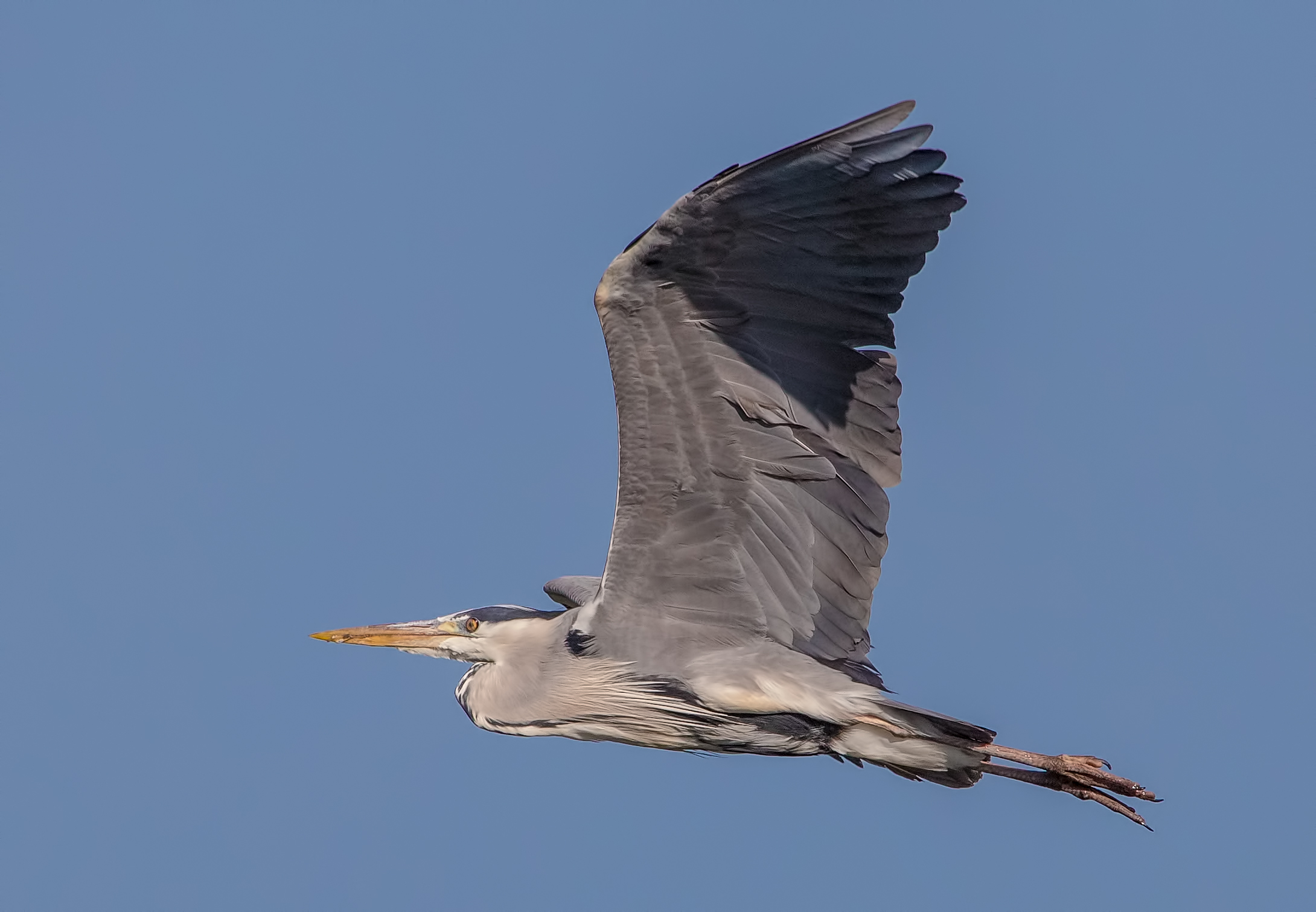 Heron in flight