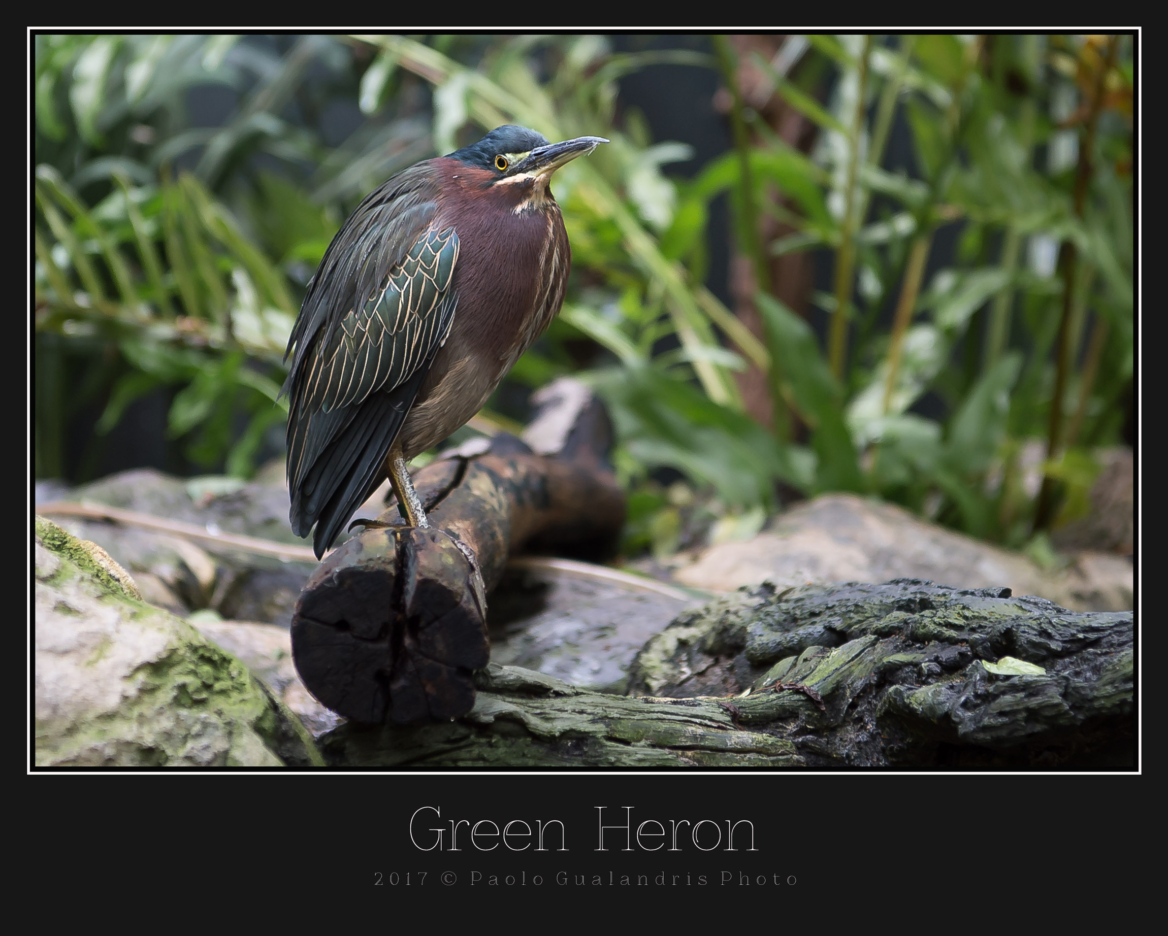 Green Heron