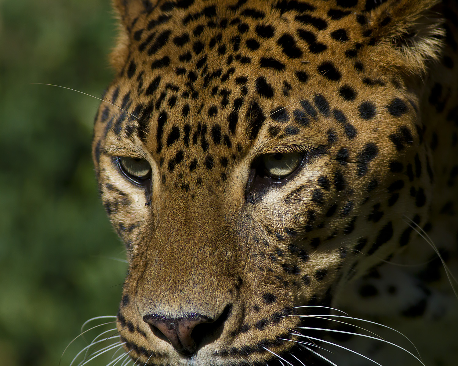 Viene voglia di accarezzarlo