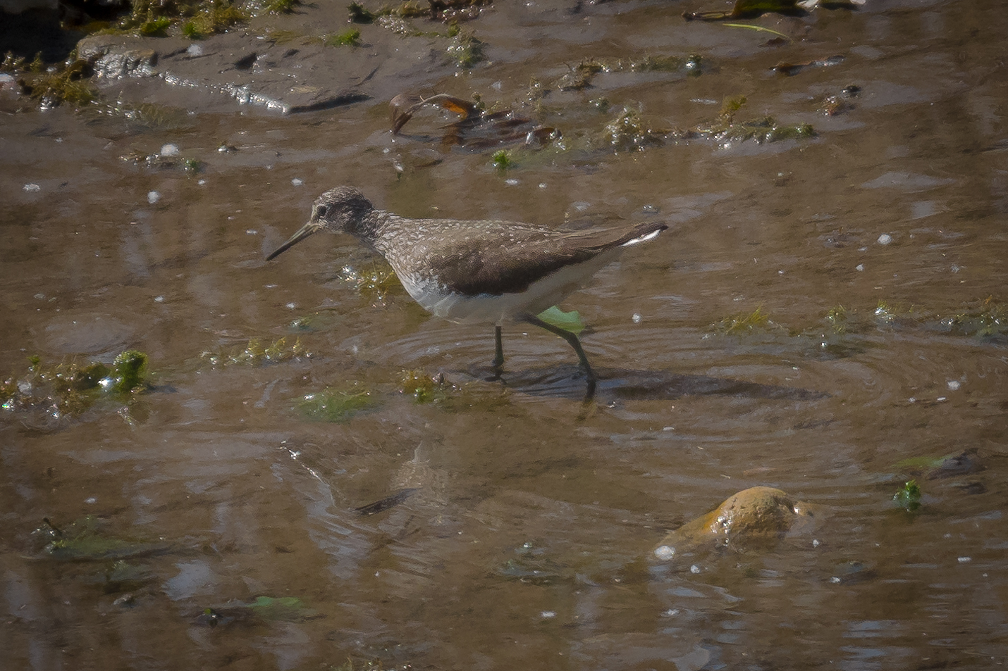 Sandpiper