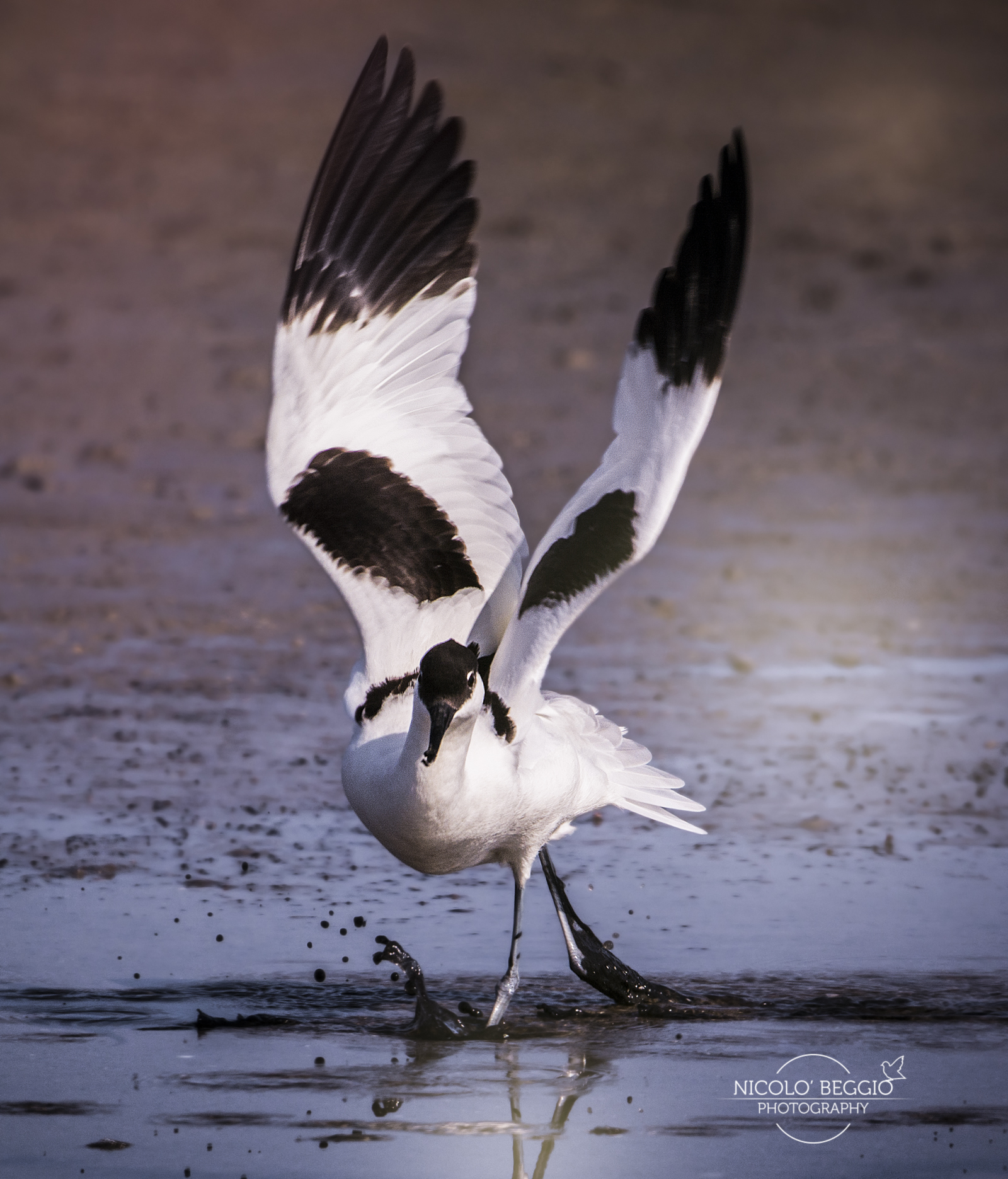 La danza dell' Avocetta