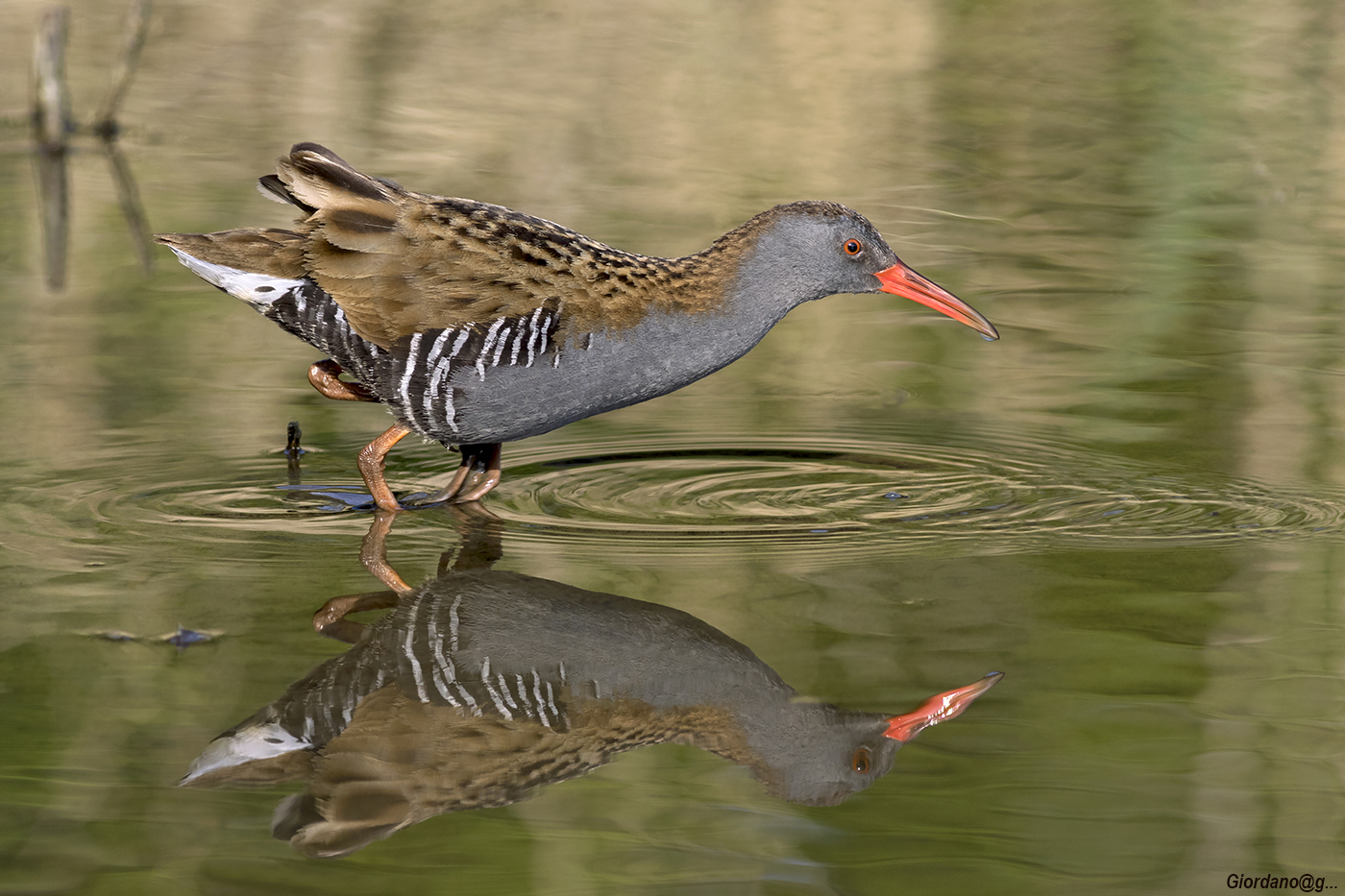 A walk in the pond ...